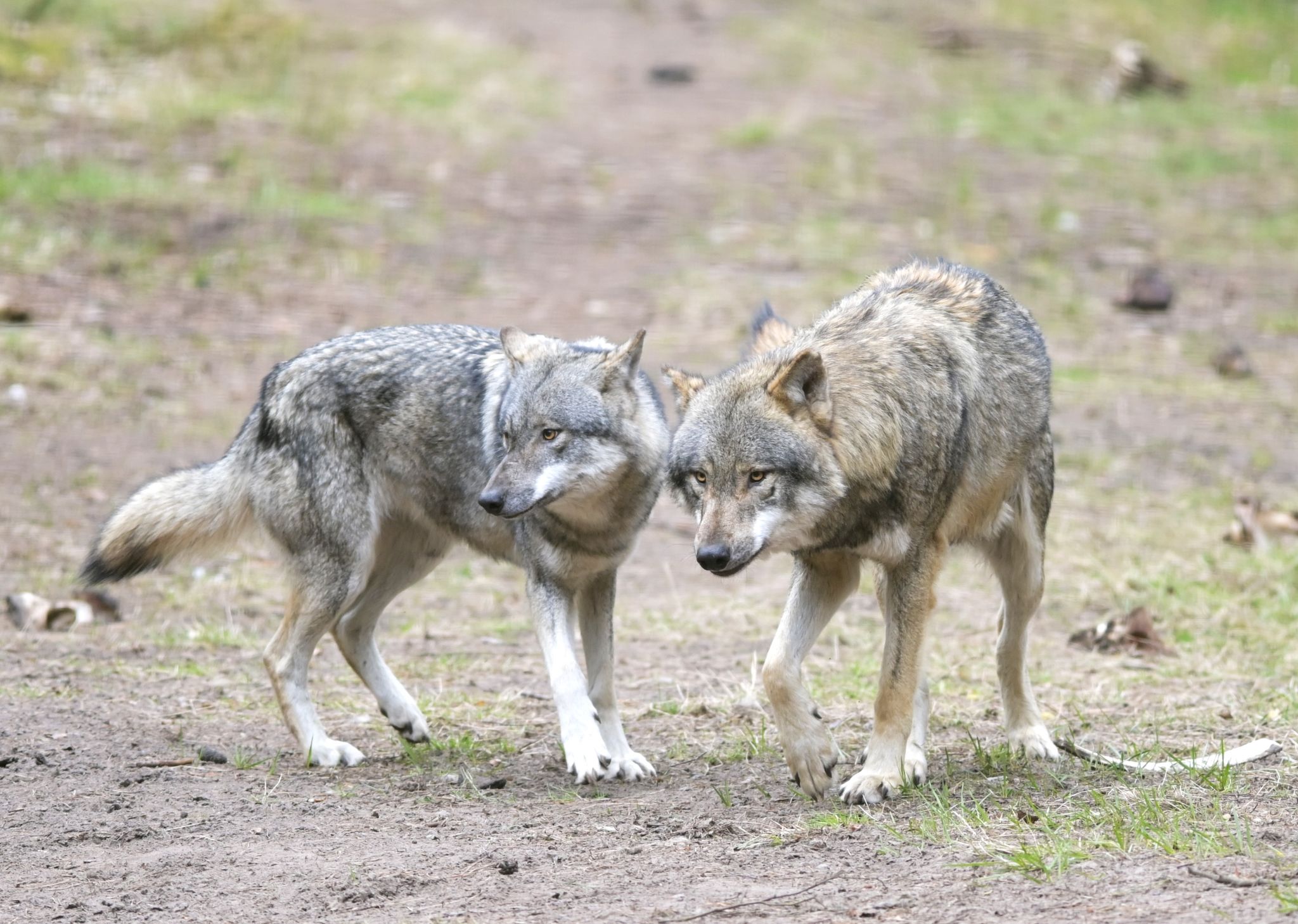 Die EU-Länder haben die Änderung des Schutzstatus des Wolfes angenommen. (Archivbild)