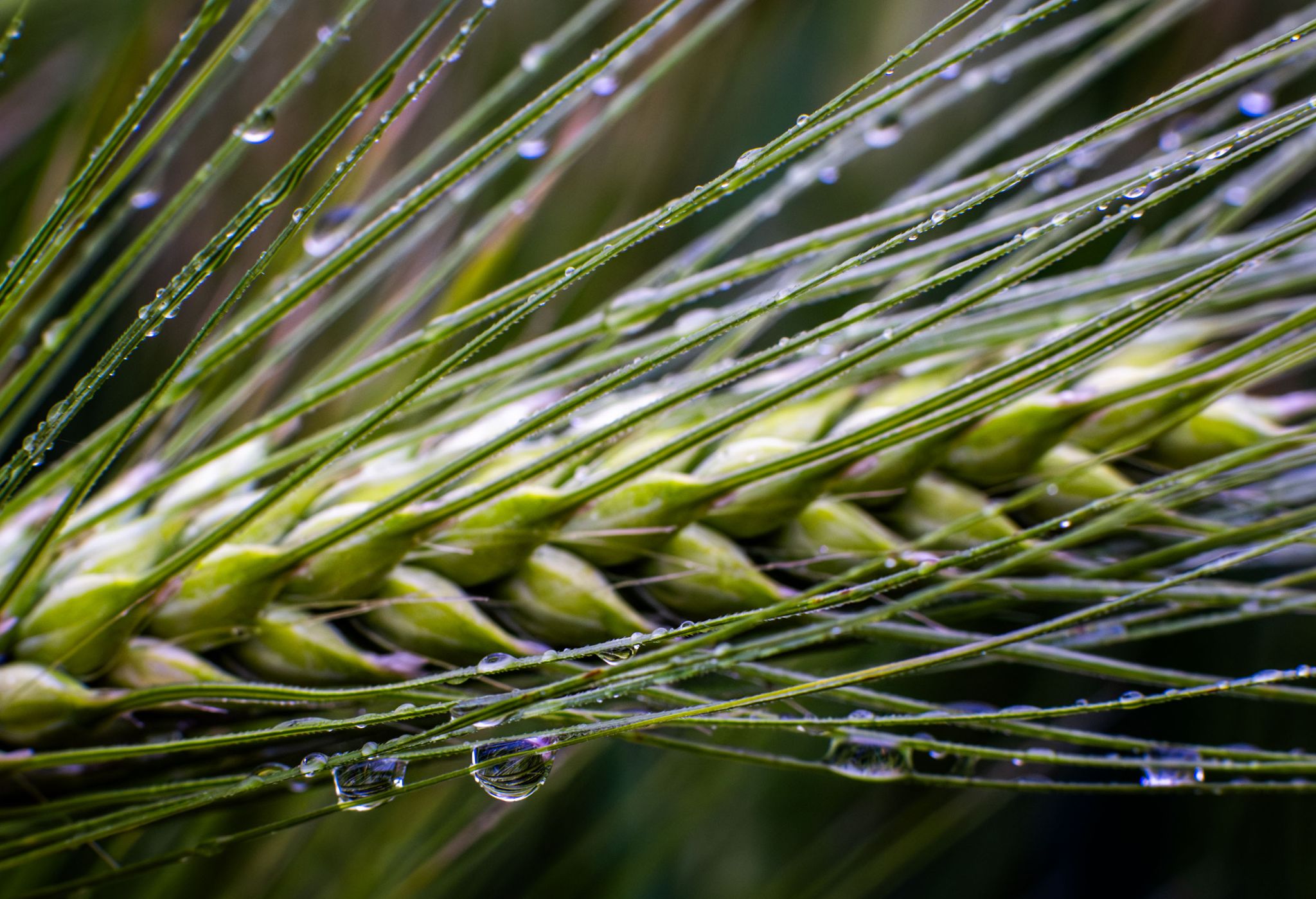 Dringend benötigt: Regen in der Landwirtschaft.