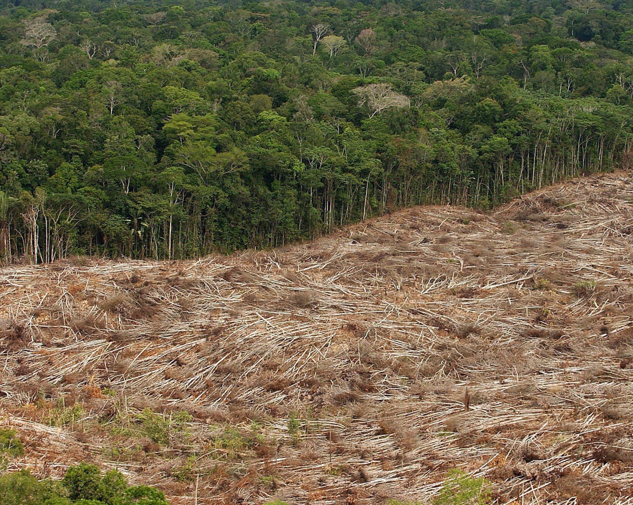 Abholzung des Regenwalds im Amazonasgebiet in Brasilien.
