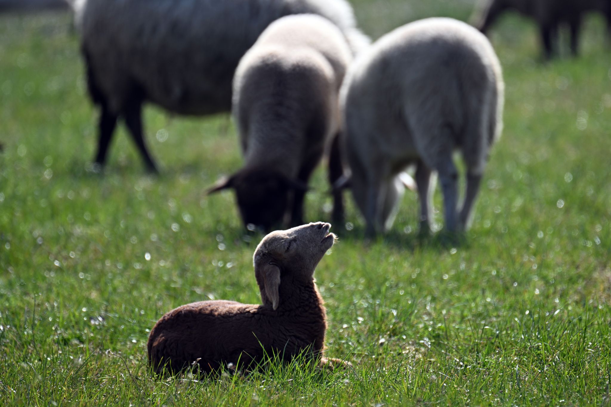 Kleinere Tiere wie Lämmer kann ein Goldschakal leicht erbeuten. (Symbolbild)