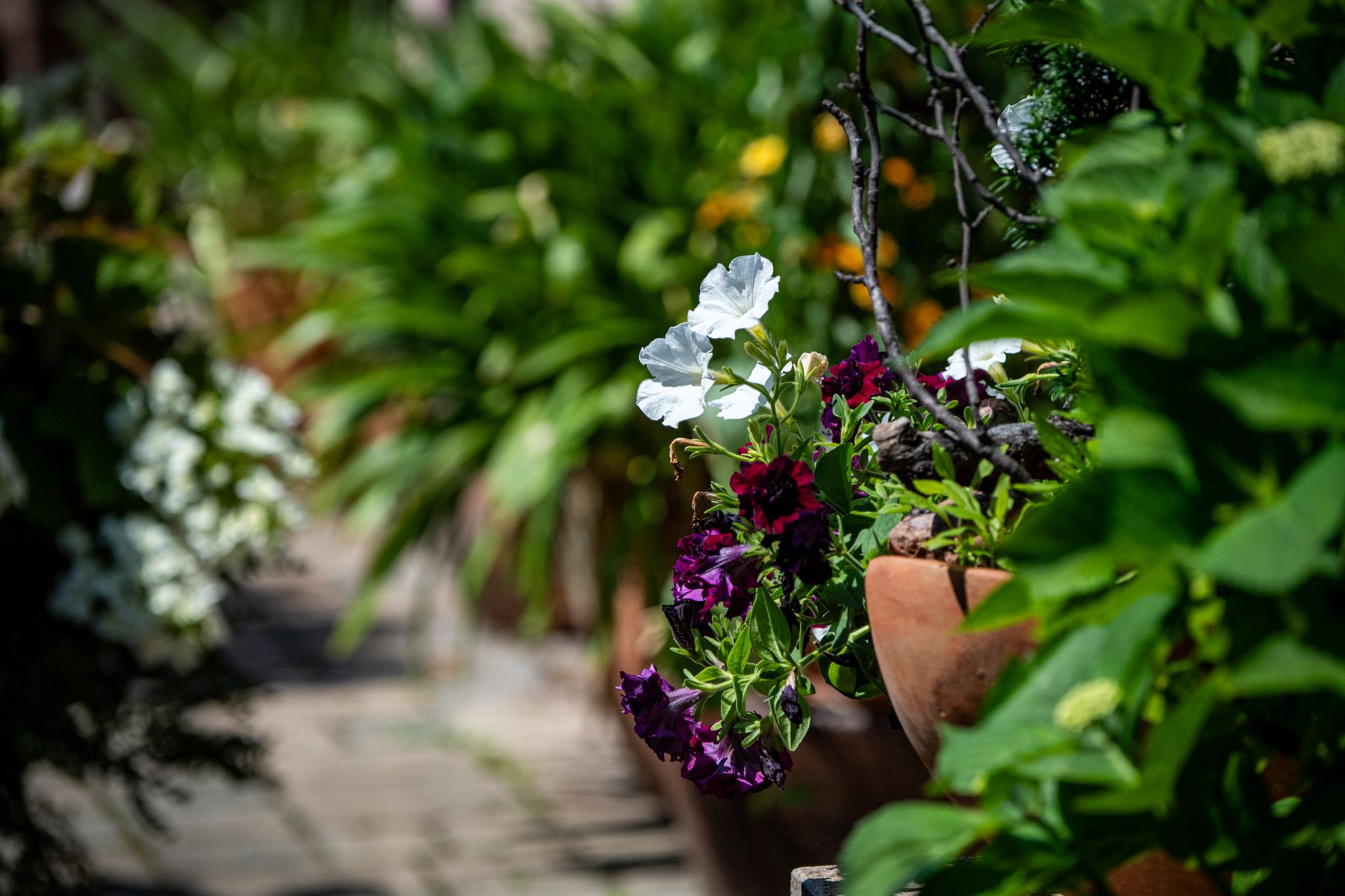 Kaum Platz? Auch ein kleiner Garten lässt sich mit ein paar Tricks in einen Dschungel verwandeln.