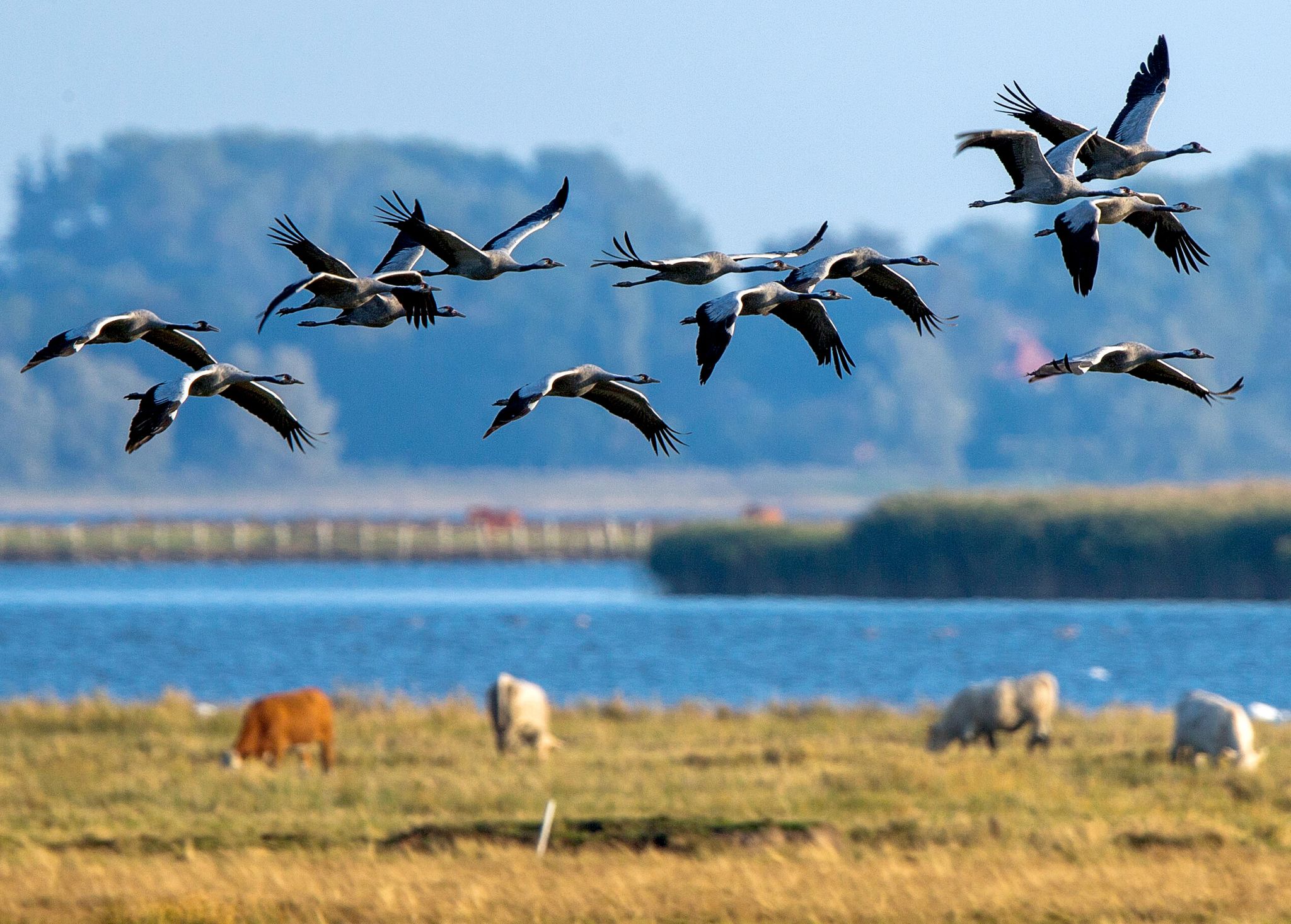 Kraniche auf der Halbinsel Fischland-Darß: Wer das Naturschauspiel erleben möchte, muss im Herbst kommen, wenn die Vögel dort Rast einlegen.