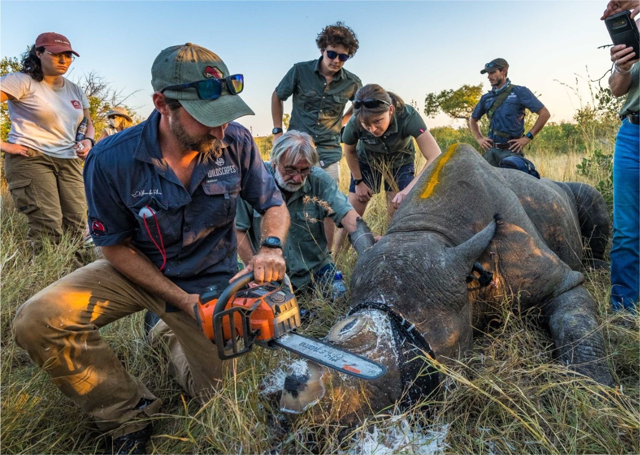 Einem Nashorn wird vorsorglich das Horn abgesägt. (Handout)