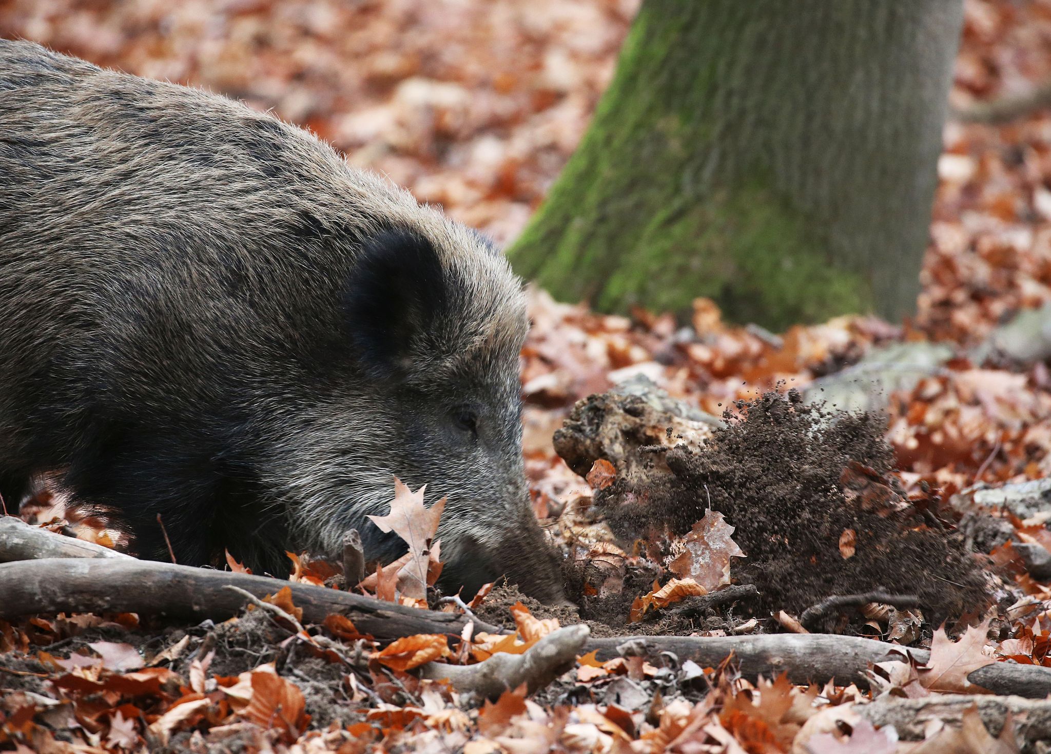 Ein Jäger hat in NRW ein totes Wildschwein gefunden, bei dem der Verdacht auf die Afrikanische Schweinepest (ASP) bestätigt wurde. (Archivbild)