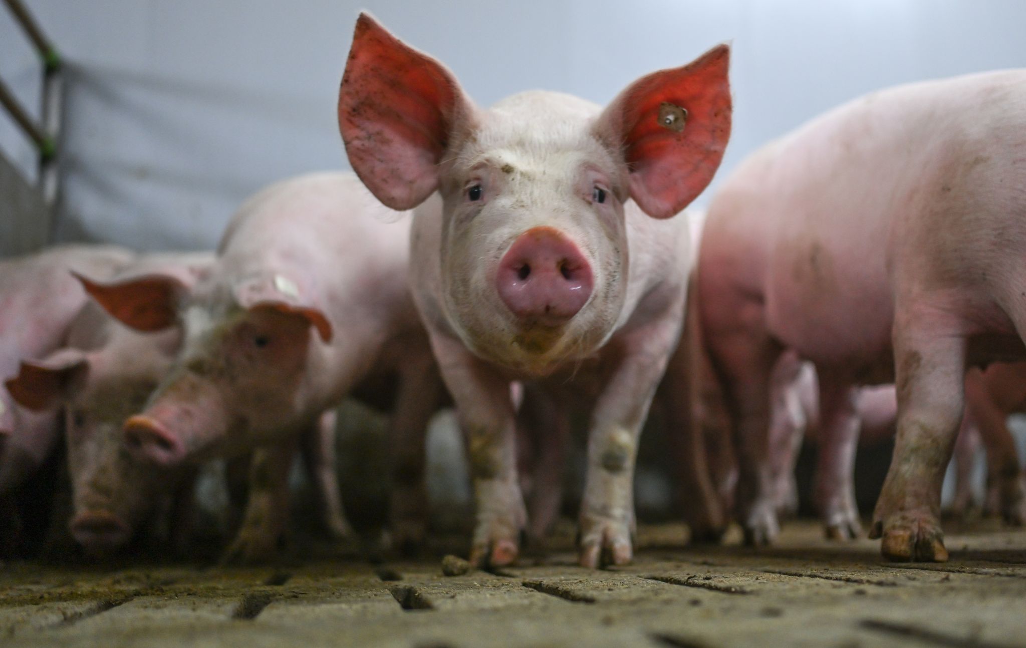 Das staatliche Logo soll Haltungsbedingungen von Schweinen anzeigen. (Archivbild)