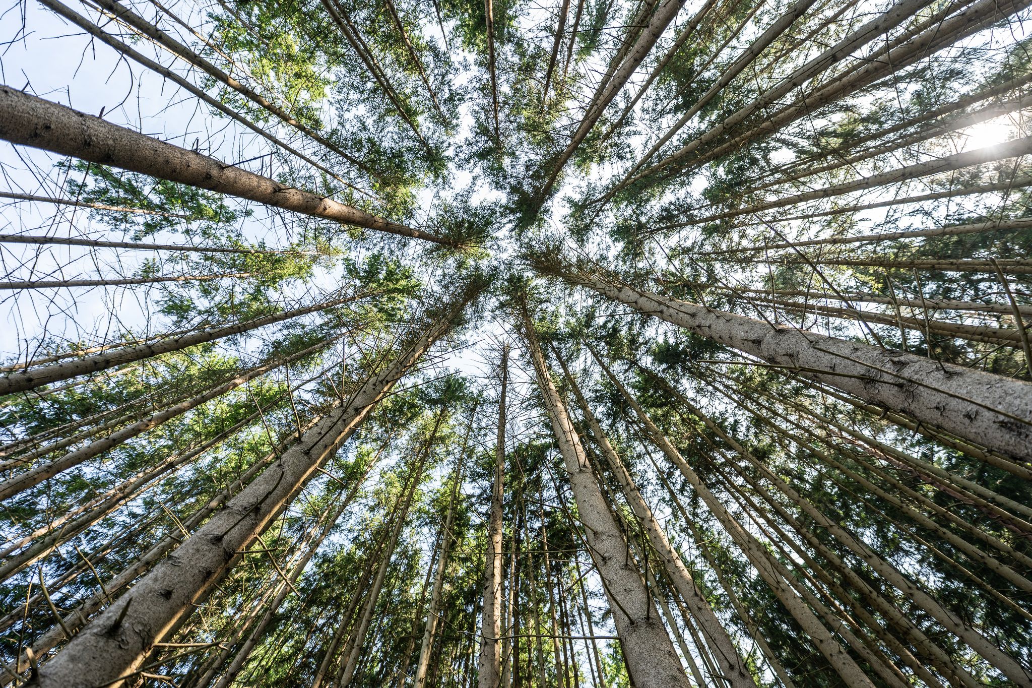 Der Wald in Deutschland bleibt laut einem neuen Bericht unter «Dauerstress». (Archivbild)