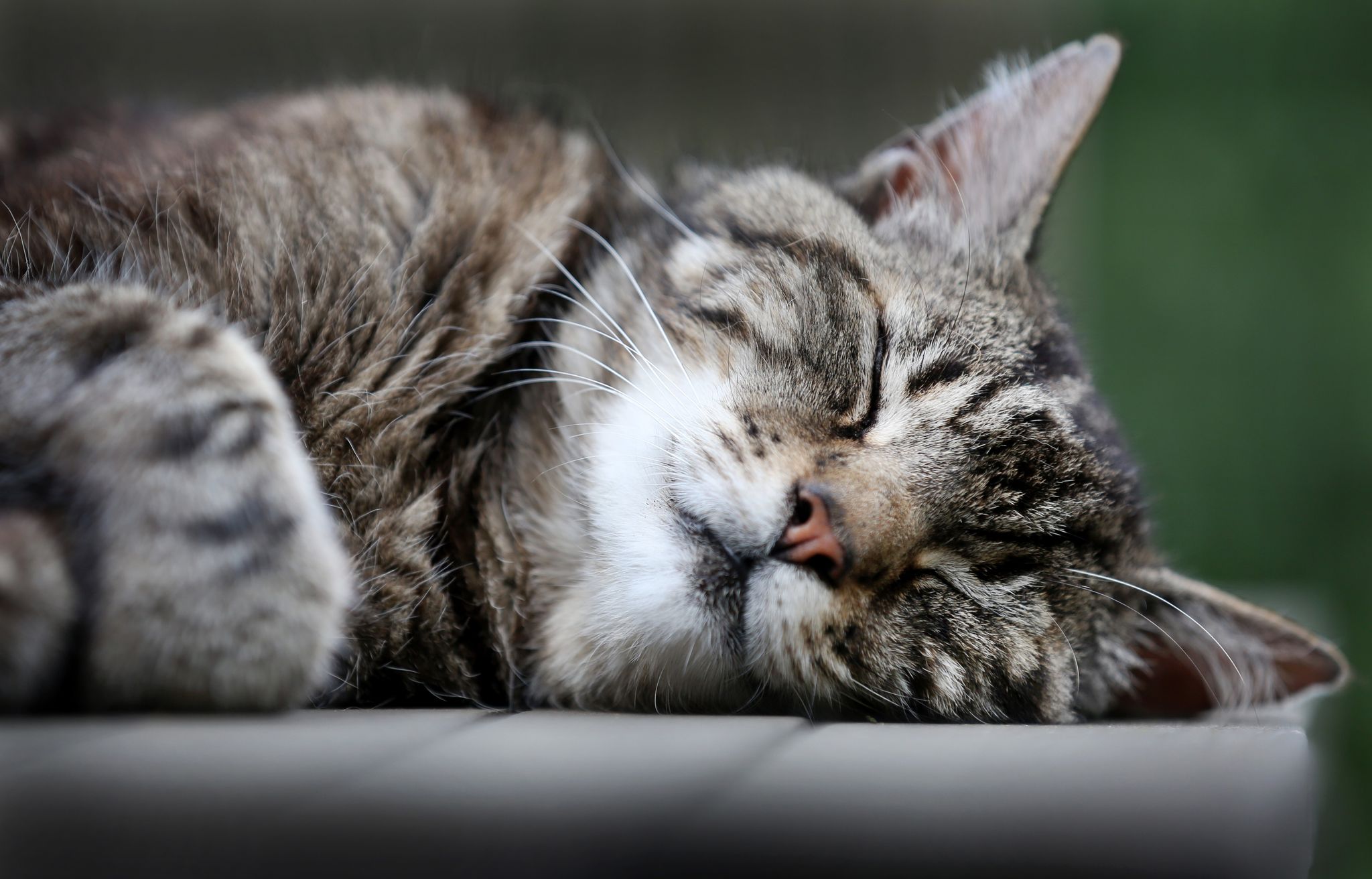 Katzen schlummern einer Studie zufolge am liebsten auf der linken Seite liegend. (Archivbild)