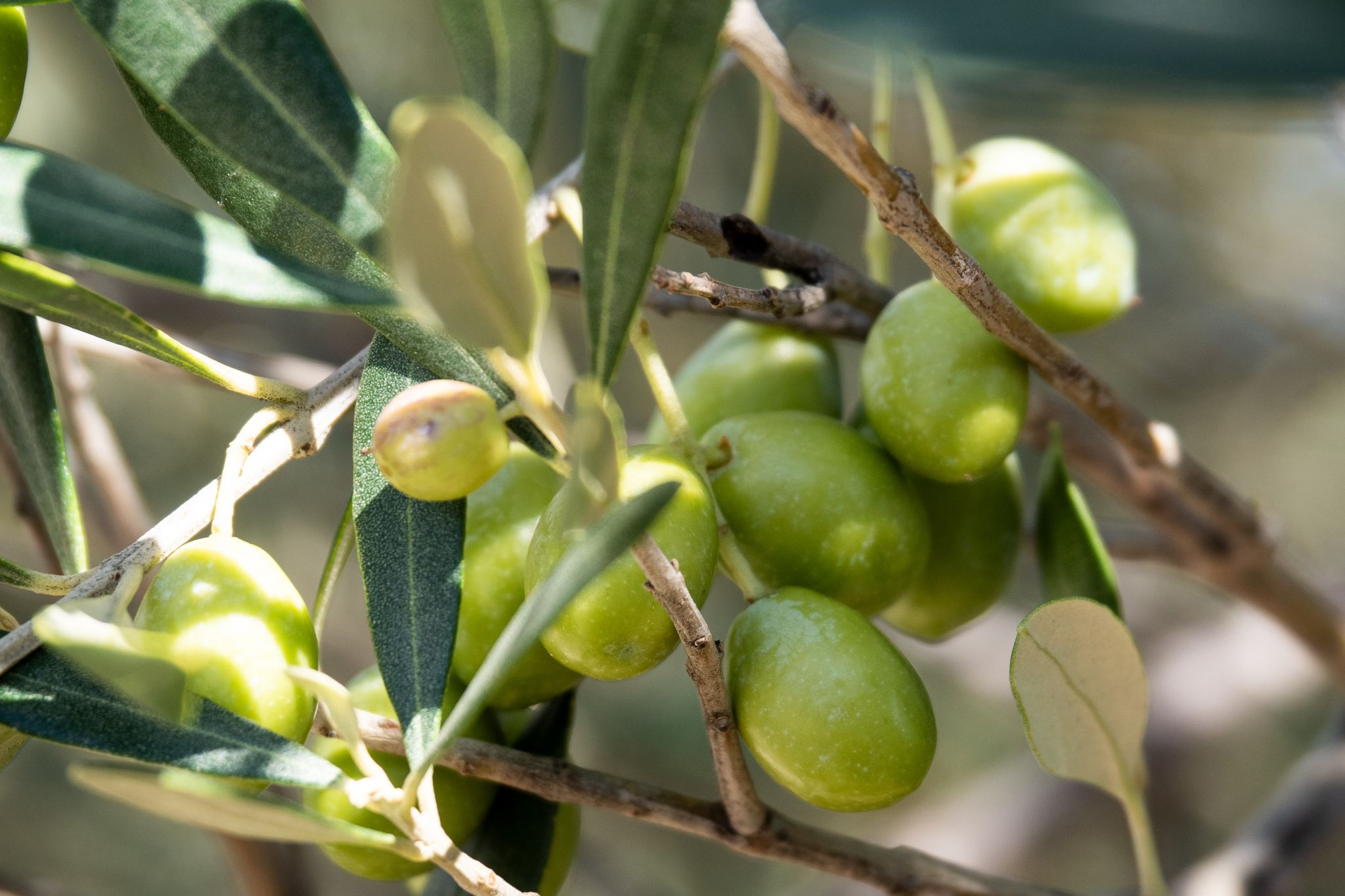 Mit einem Olivenbaum verleiht man jedem Garten oder Balkon einen mediterranen Touch.