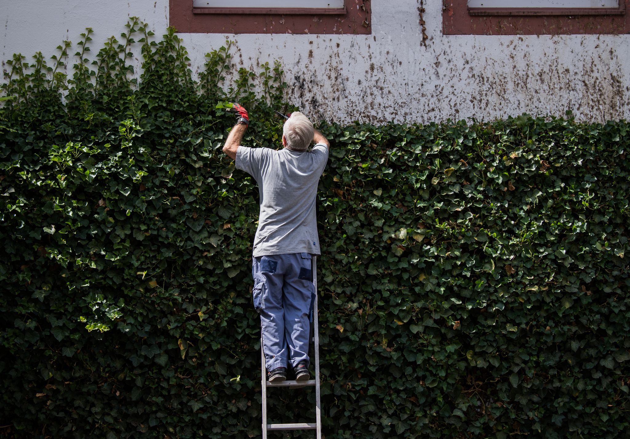 Naturschutz geht vor: Während der Brutzeit dürfen Hecken nicht radikal gestutzt werden.