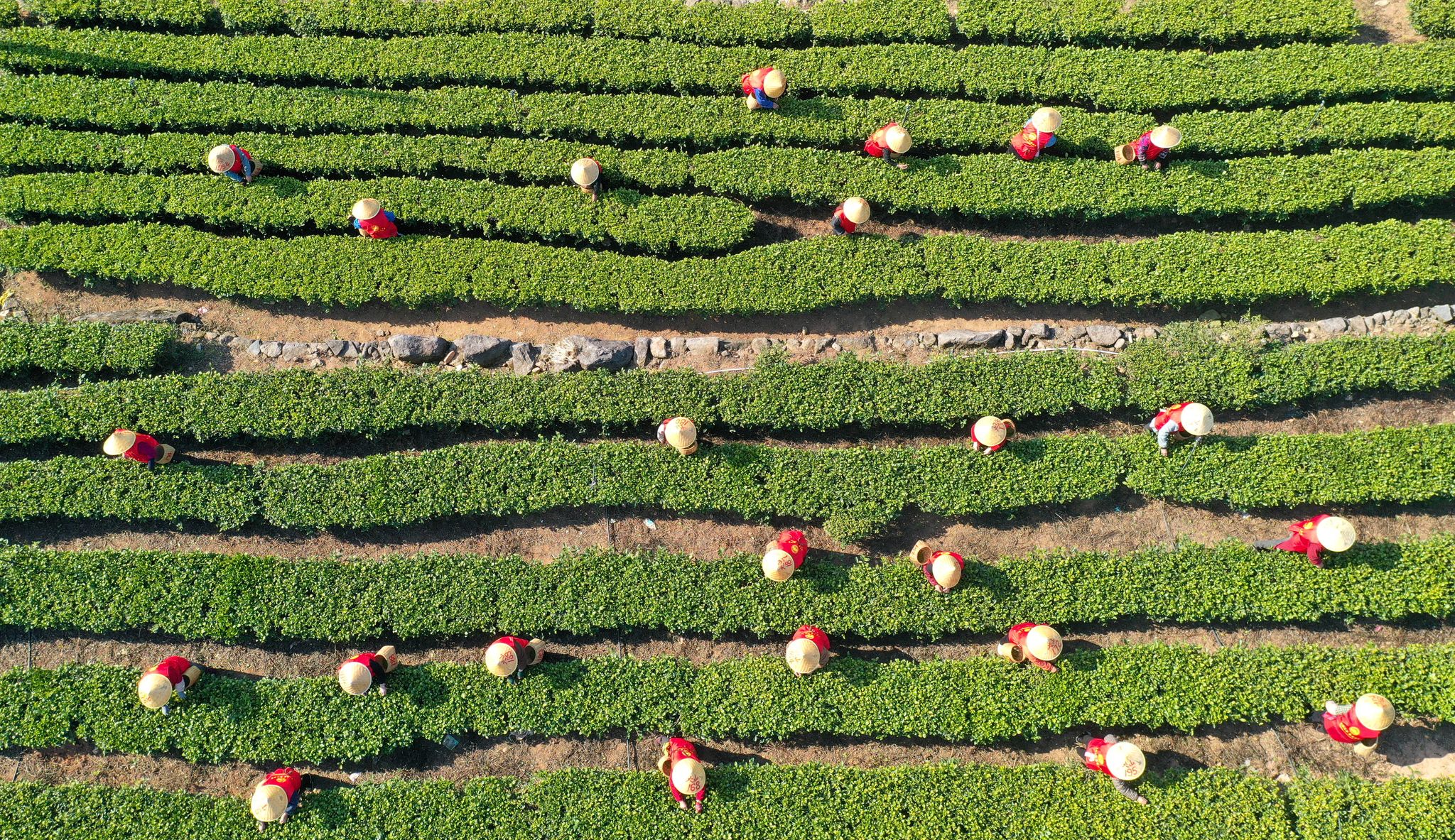 China hat im vergangenen Jahr rund 3,74 Millionen Tonnen Tee geerntet. (Archivbild)