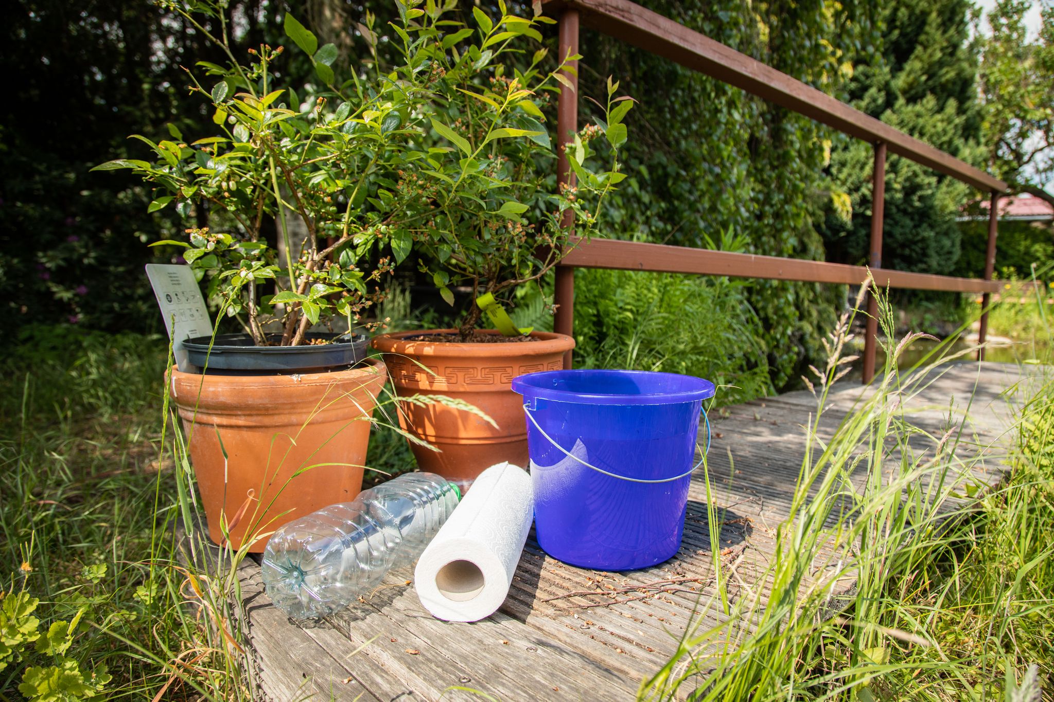 Küchenrolle oder Plastikflasche? Mit welchem Hack lassen sich Pflanzen während des Urlaubs besser bewässern?
