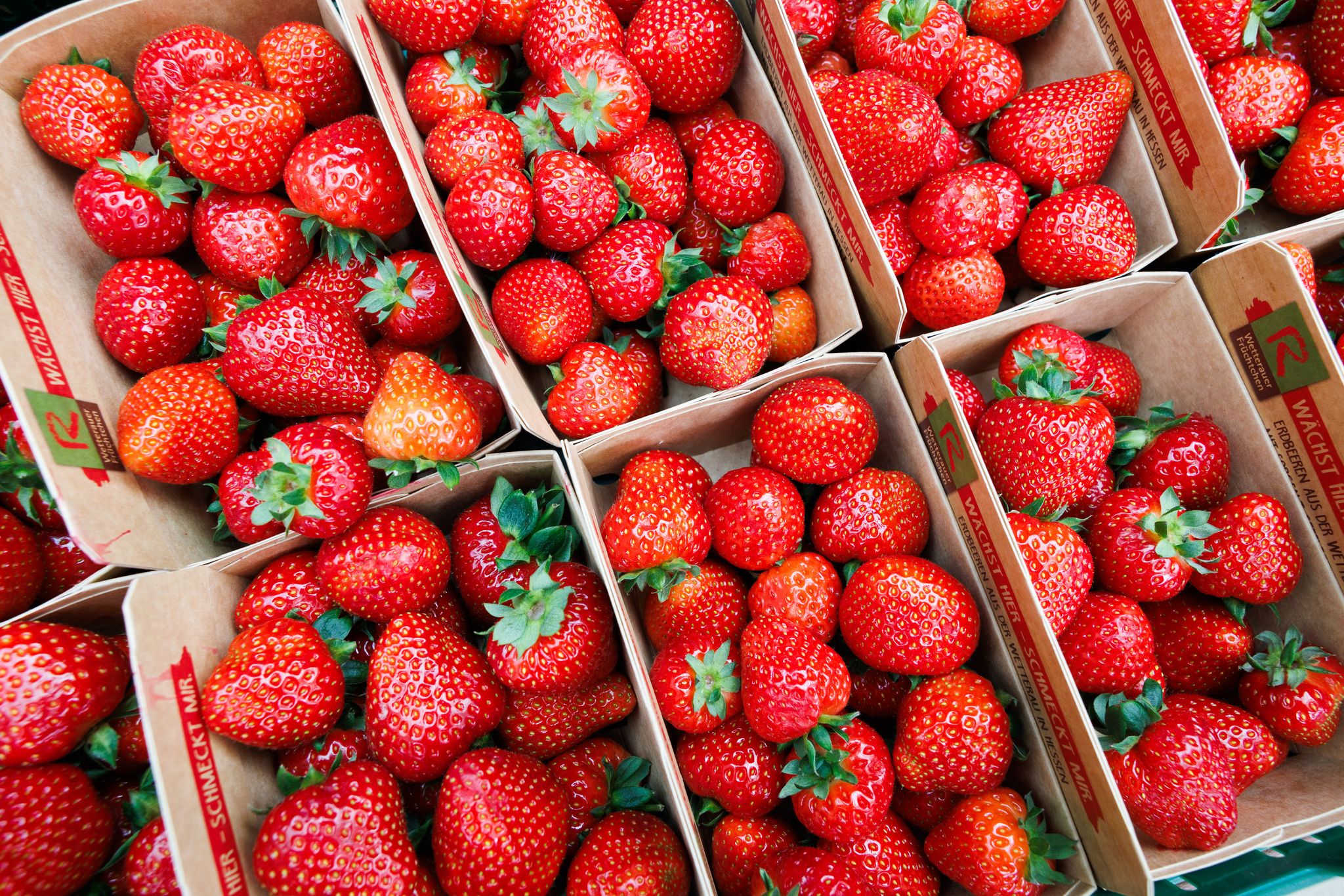 Deutsche Landwirte ernten weniger Erdbeeren.