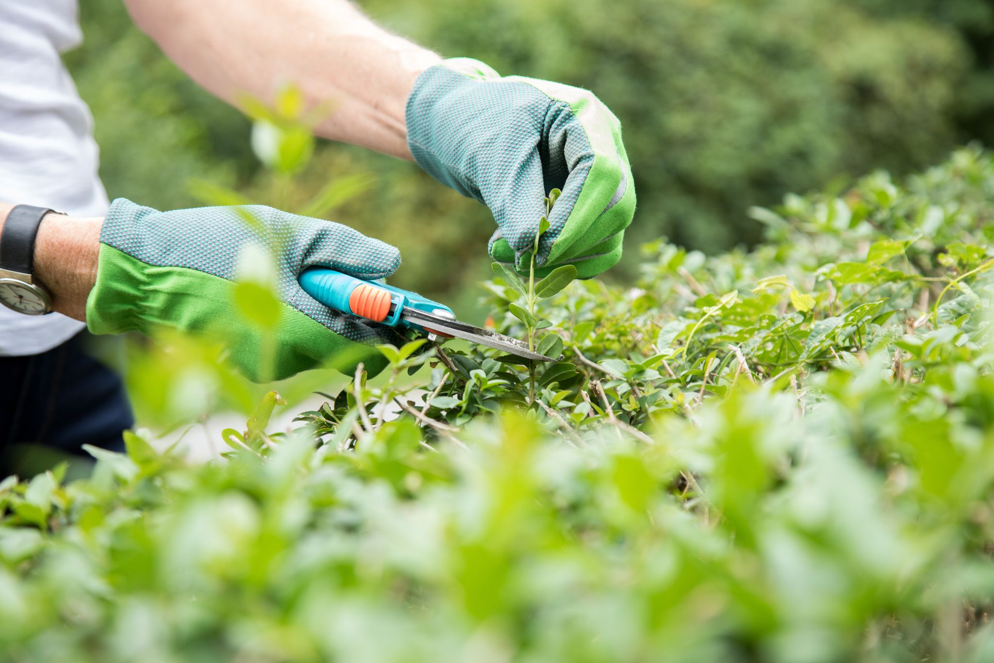 Während der Brutzeit darf die Hecke nur geschnitten werden, wenn es unbedingt nötig ist. Auf eine elektrische Heckenschere verzichtet man den Vögeln zuliebe komplett.