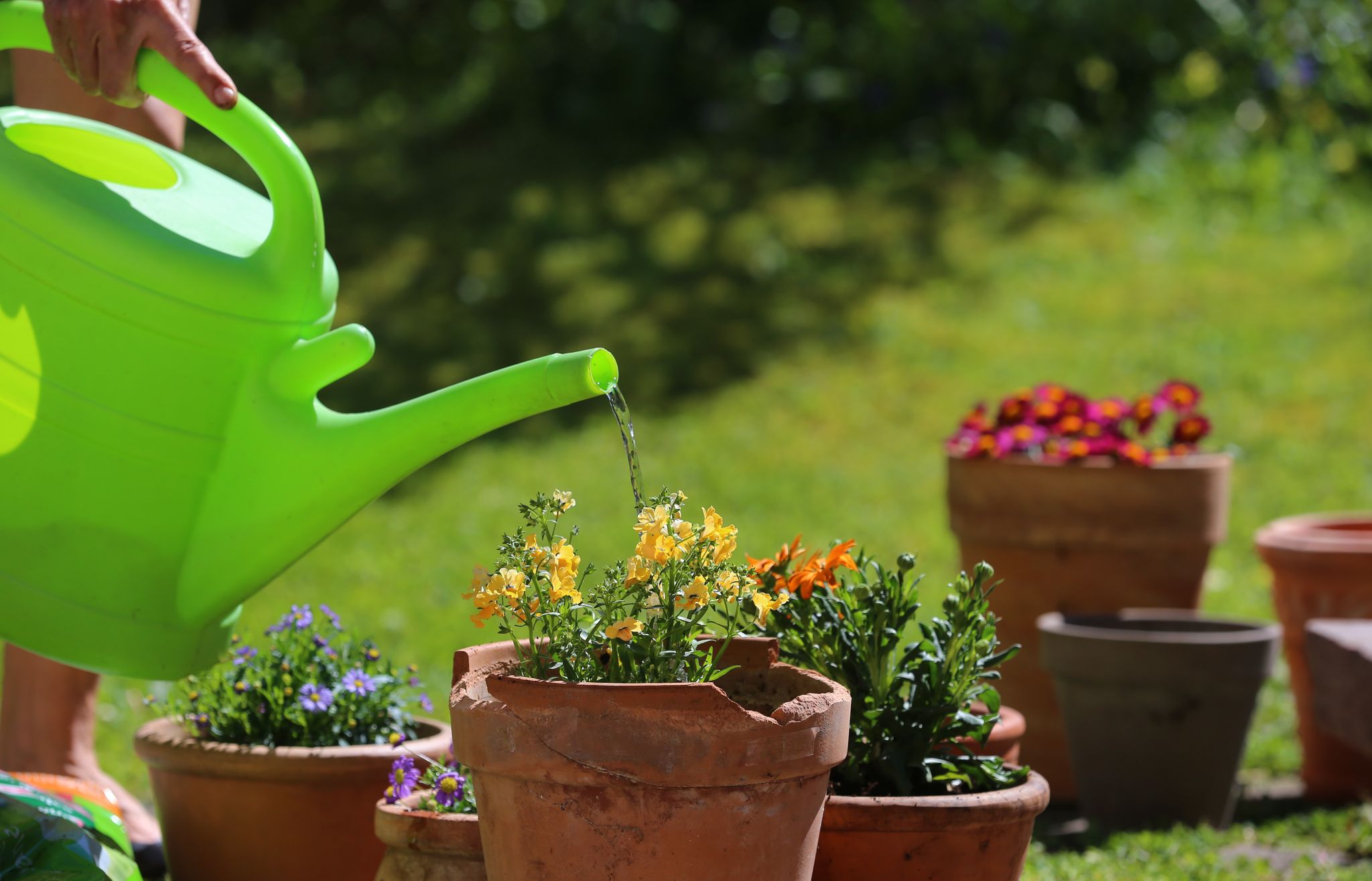 Sonnig und warm: Wer im Sommer falsch gießt, verschwendet Wasser und stresst seine Pflanzen.