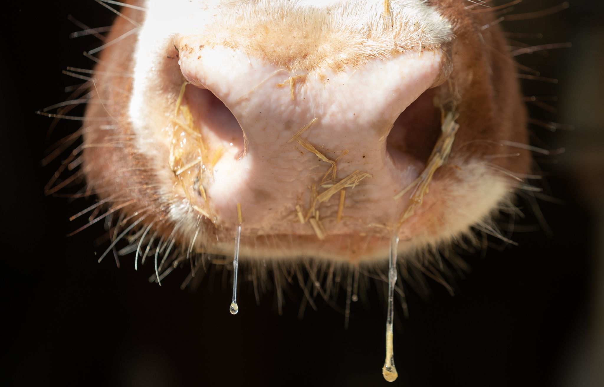 Auch in Deutschland besteht Sorge vor der Rinderkrankheit Lumpy Skin Disease. (Symbolbild)