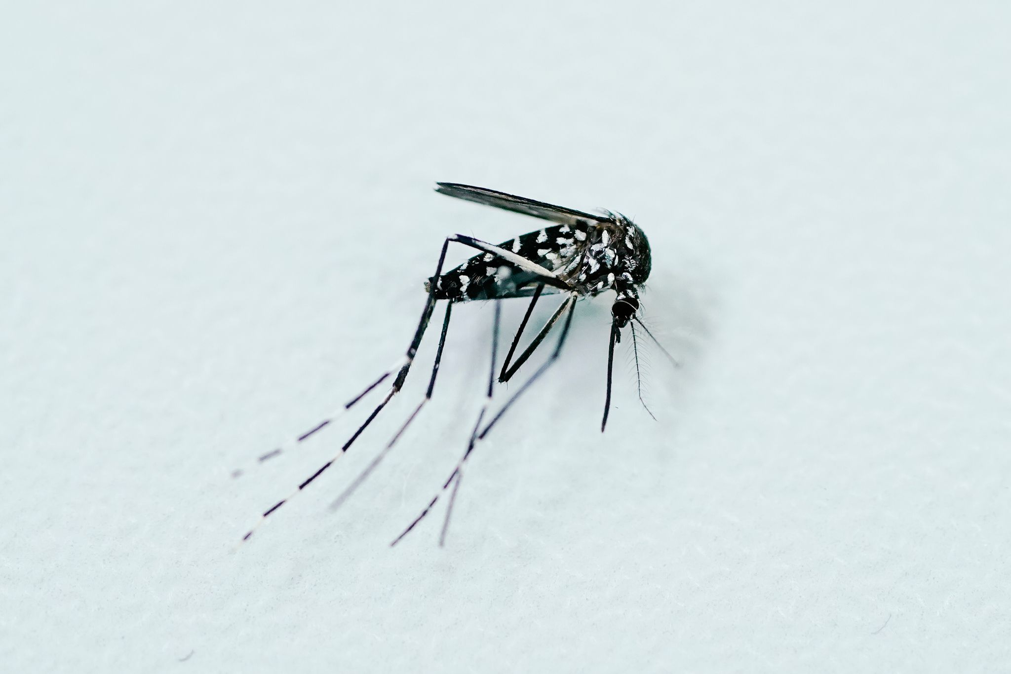 Tigermücken können Krankheitserreger übertragen, etwa Viren von West-Nil, Dengue, Zika und Chikungunya.