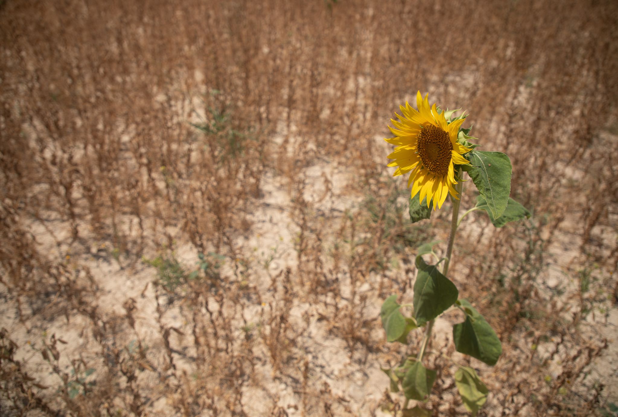 Einem UN-Bericht zufolge häufen sich seit 2023 schwere Dürren (Archivbild).