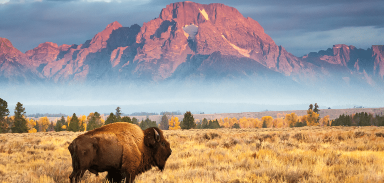 Foto: Brian Evans/iStock Rocky Mountains Bison Berge