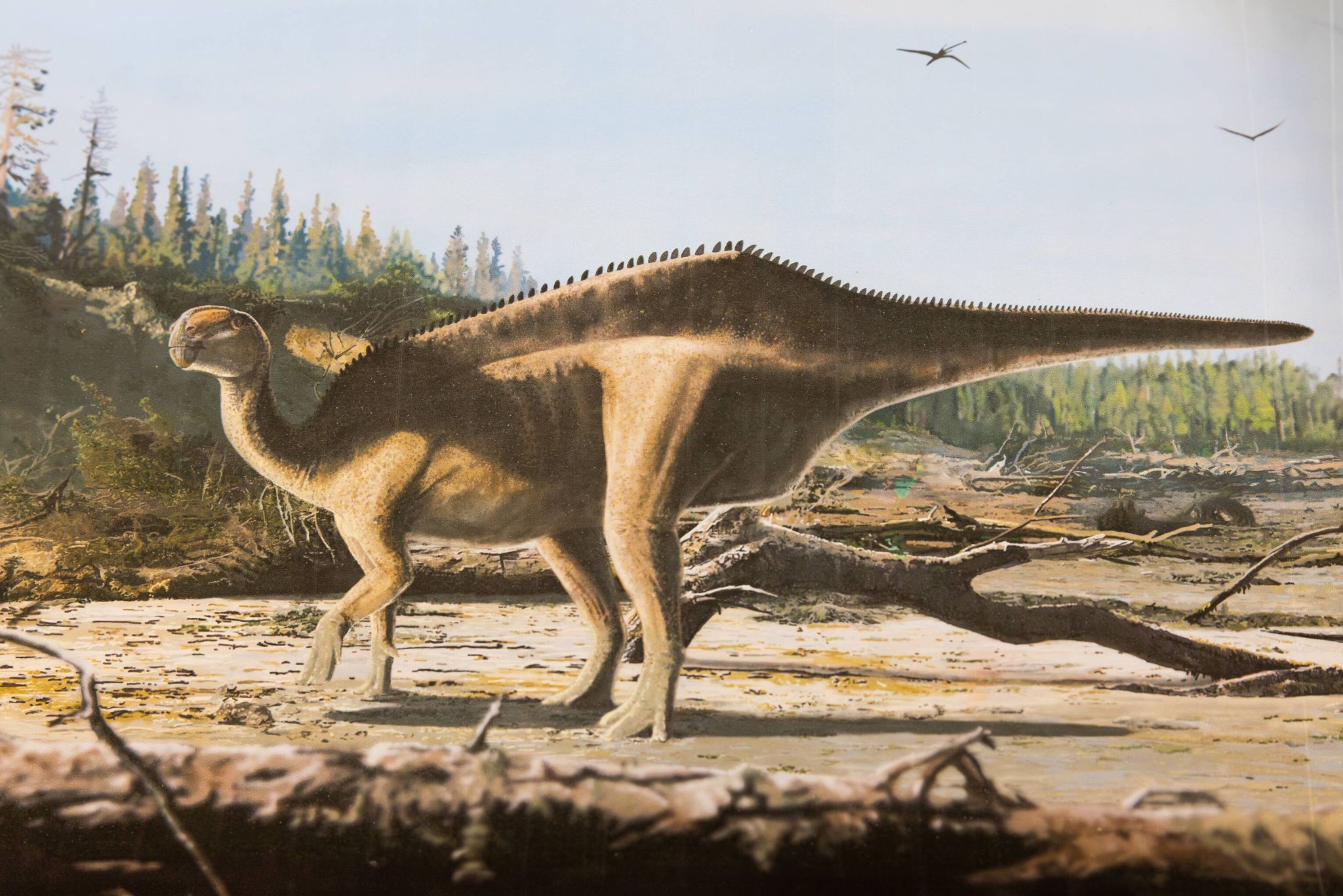 Künstlerische Darstellung von Istiorachis macaruthurae