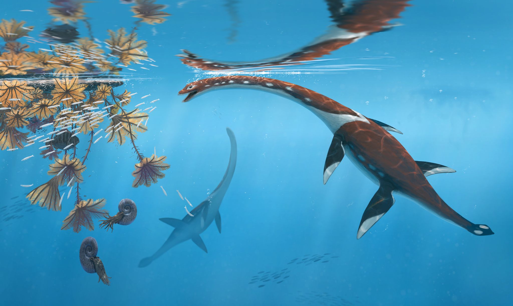 Die Illustration zeigt das Reptil Plesionectes longicollum, das zur Zeit der Dinosaurier durchs Meer schwamm.