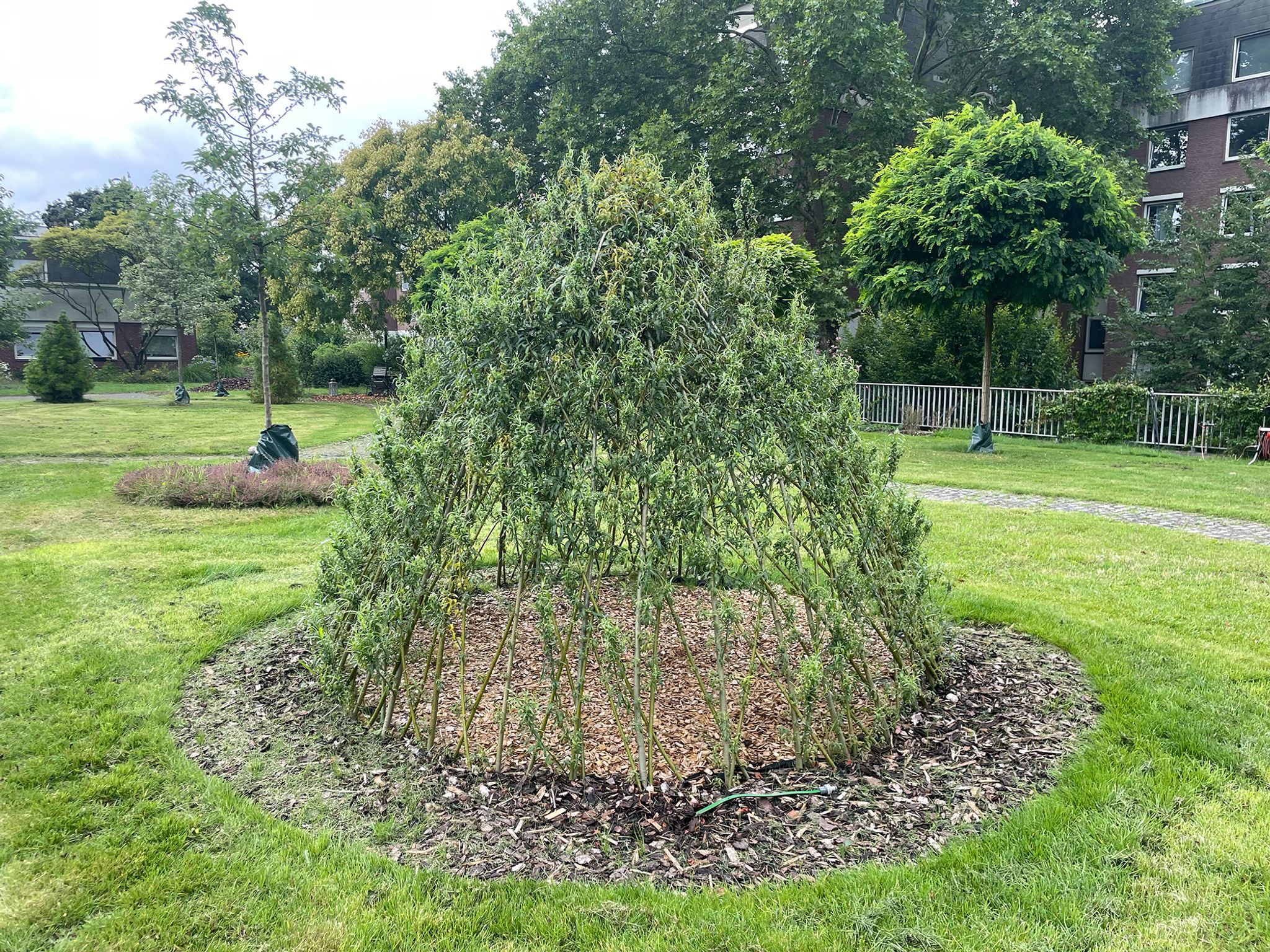 Das lebendige Weidentipi wächst und bietet Kindern einen grünen Rückzugsort im Garten.