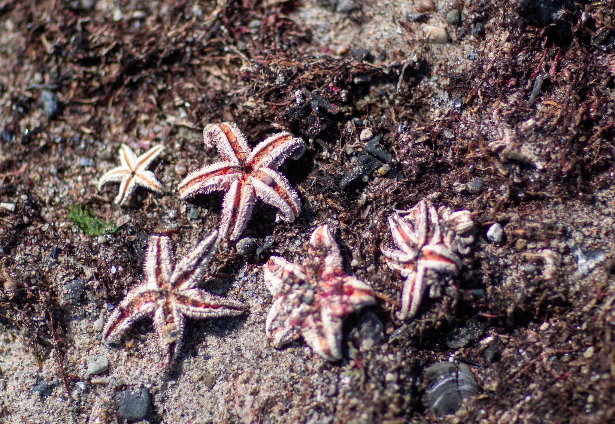 Mit Hilfe von Video-Aufzeichnungen entdeckten die Forscher unter anderen Seesterne auf den Munitionsresten (Symbolbild).