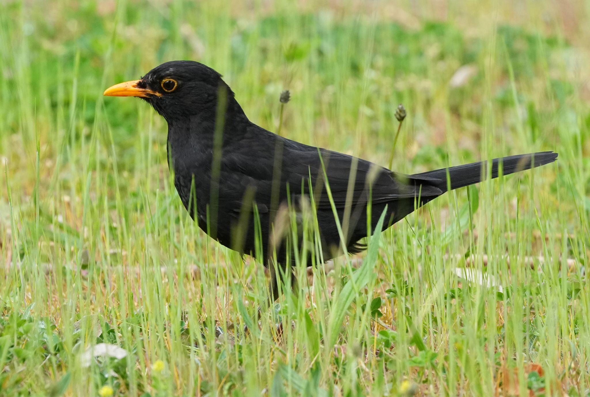 Die Amsel braucht naturnahe Gärten und Grünflächen. (Archiv)