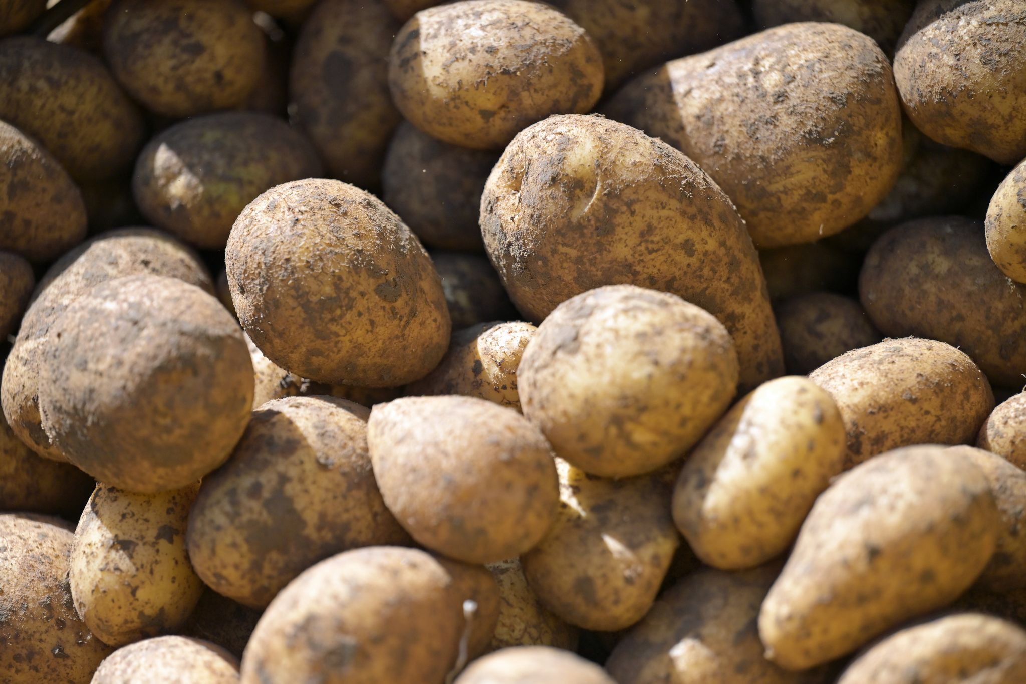 Bei Kartoffeln wird die größte Ernte seit 25 Jahren erwartet. (Archivbild)