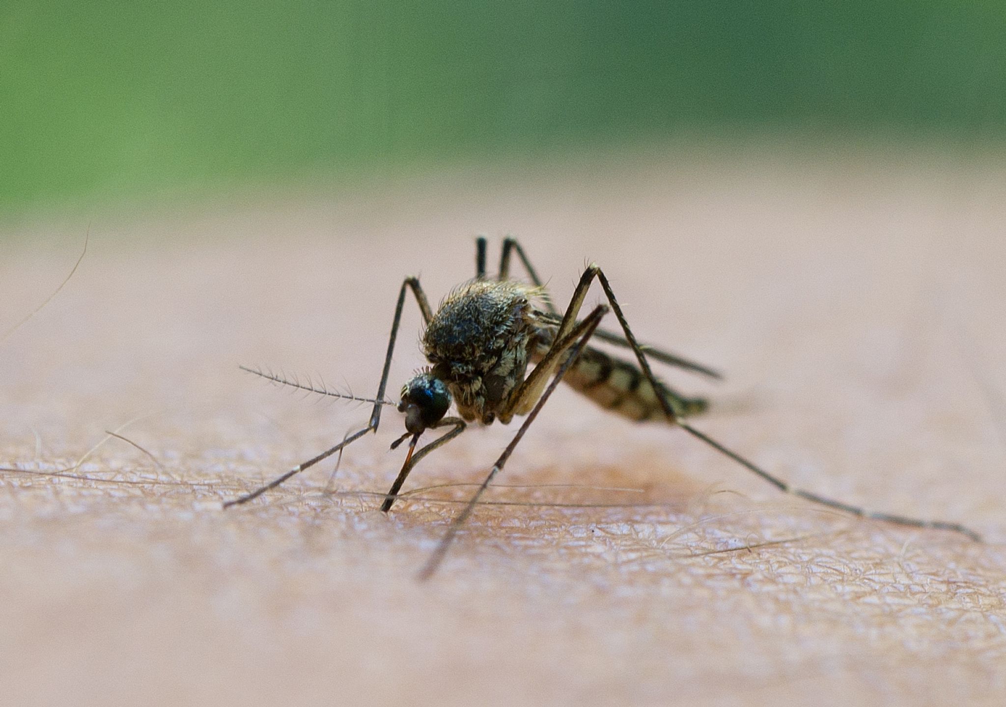 In Griechenland breitet sich das West-Nil-Virus aus.