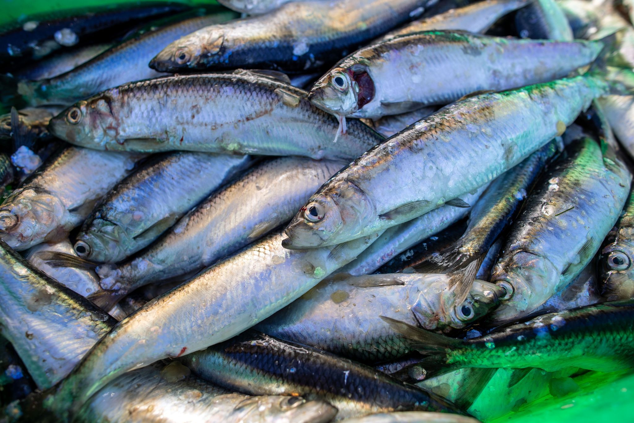 Das Abkommen soll die Fischerei nachhaltiger machen. (Symbolbild)