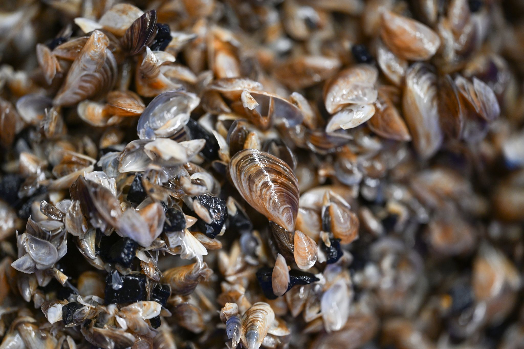 Die kleinen Muscheln entwickeln sich zum Problemfall. (Archivbild)