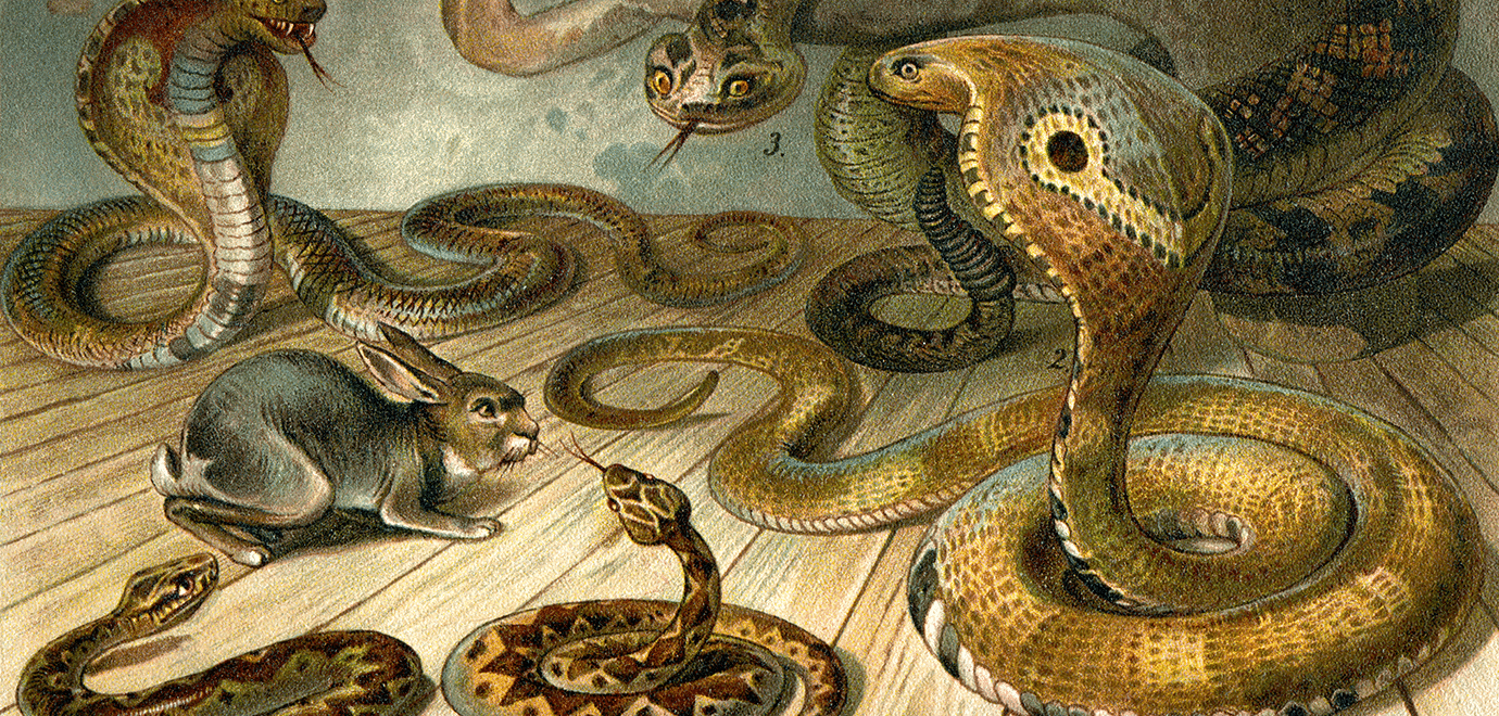 Foto: Grafissimo/iStock Kaninchen Schlange