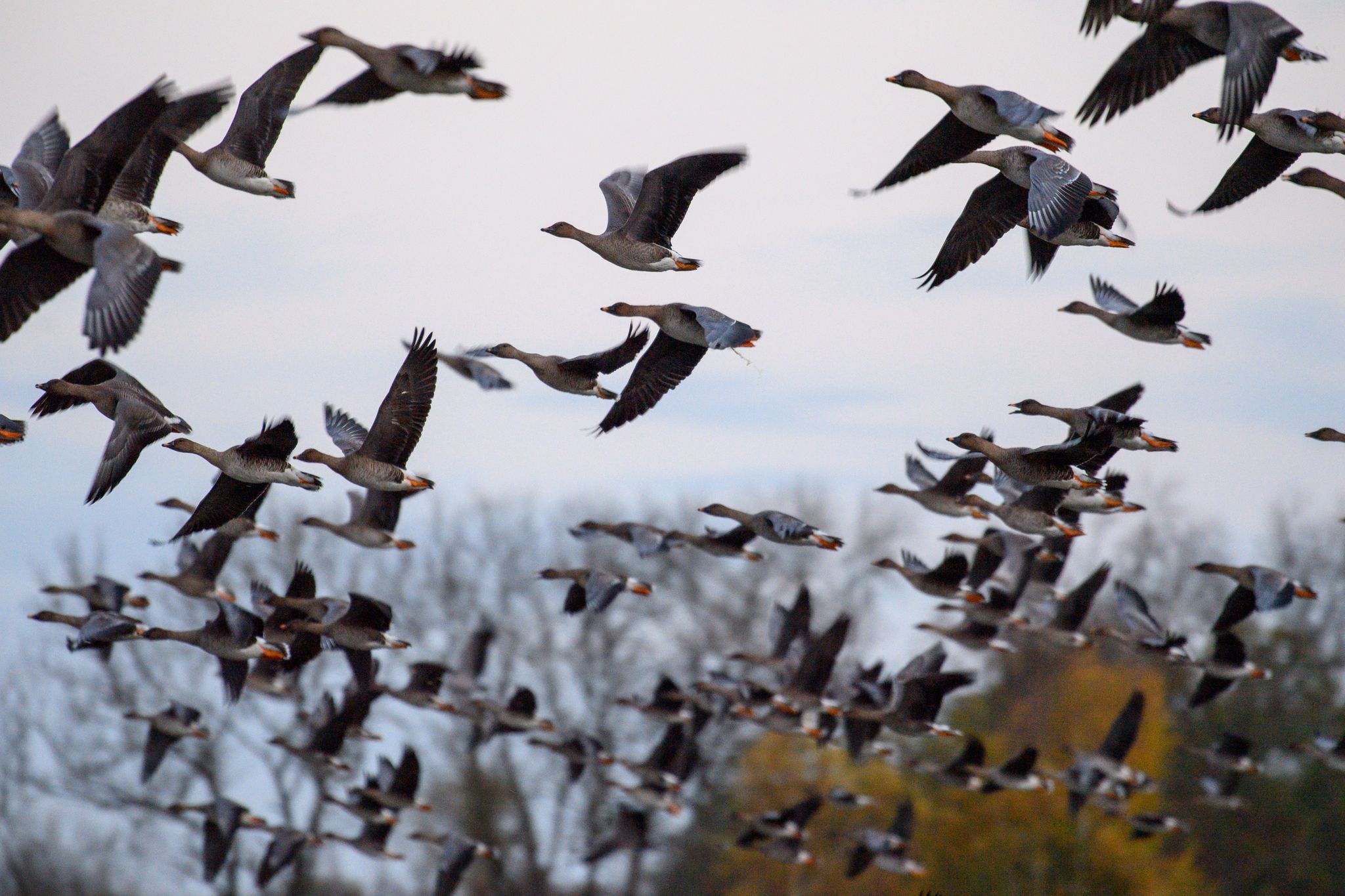 Mit dem Vogelzug erhöht sich alljährlich im Herbst die Gefahr, dass auch das Vogelgrippe-Virus eingeschleppt wird. (Archivbild)