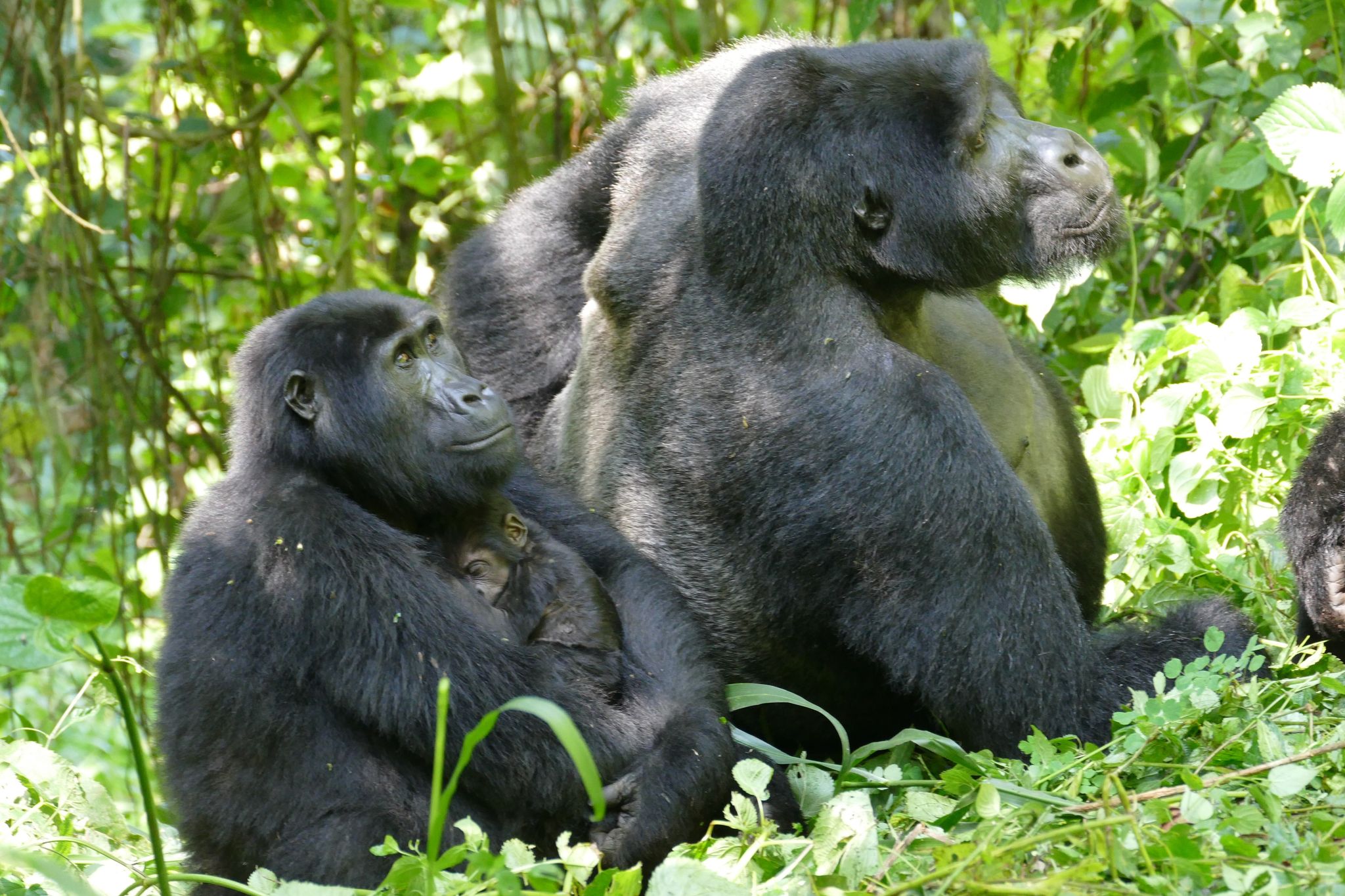Weibliche Berggorillas können ganz schön alt werden - wie hier im Bwindi Impenetrable Nationalpark. (Archivbild)