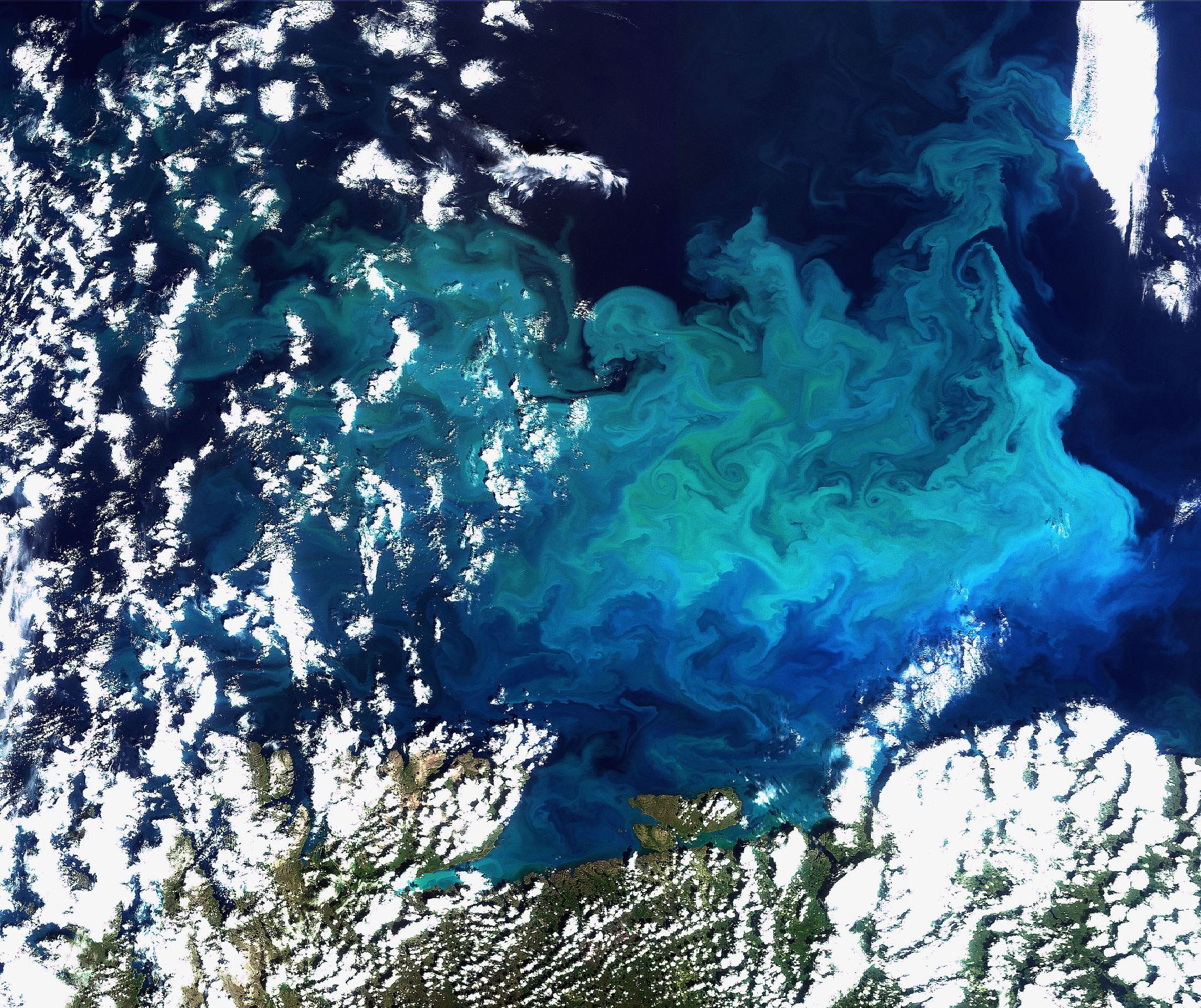 Plankton, aufgenommen vom Satelliten Envisat am 20.08.2009 im Norden Europas(Archivfoto)