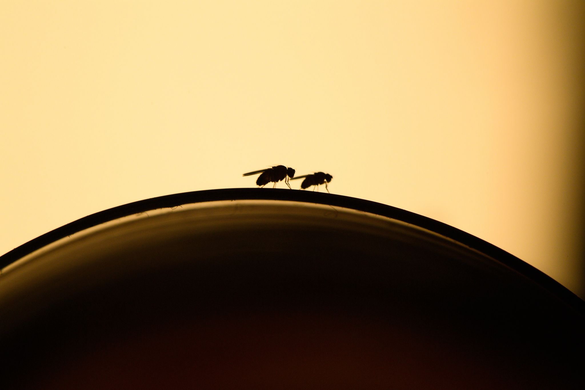 Lästige Fruchtfliegen: Mit ein paar Handgriffen kann man einen Befall vermeiden.