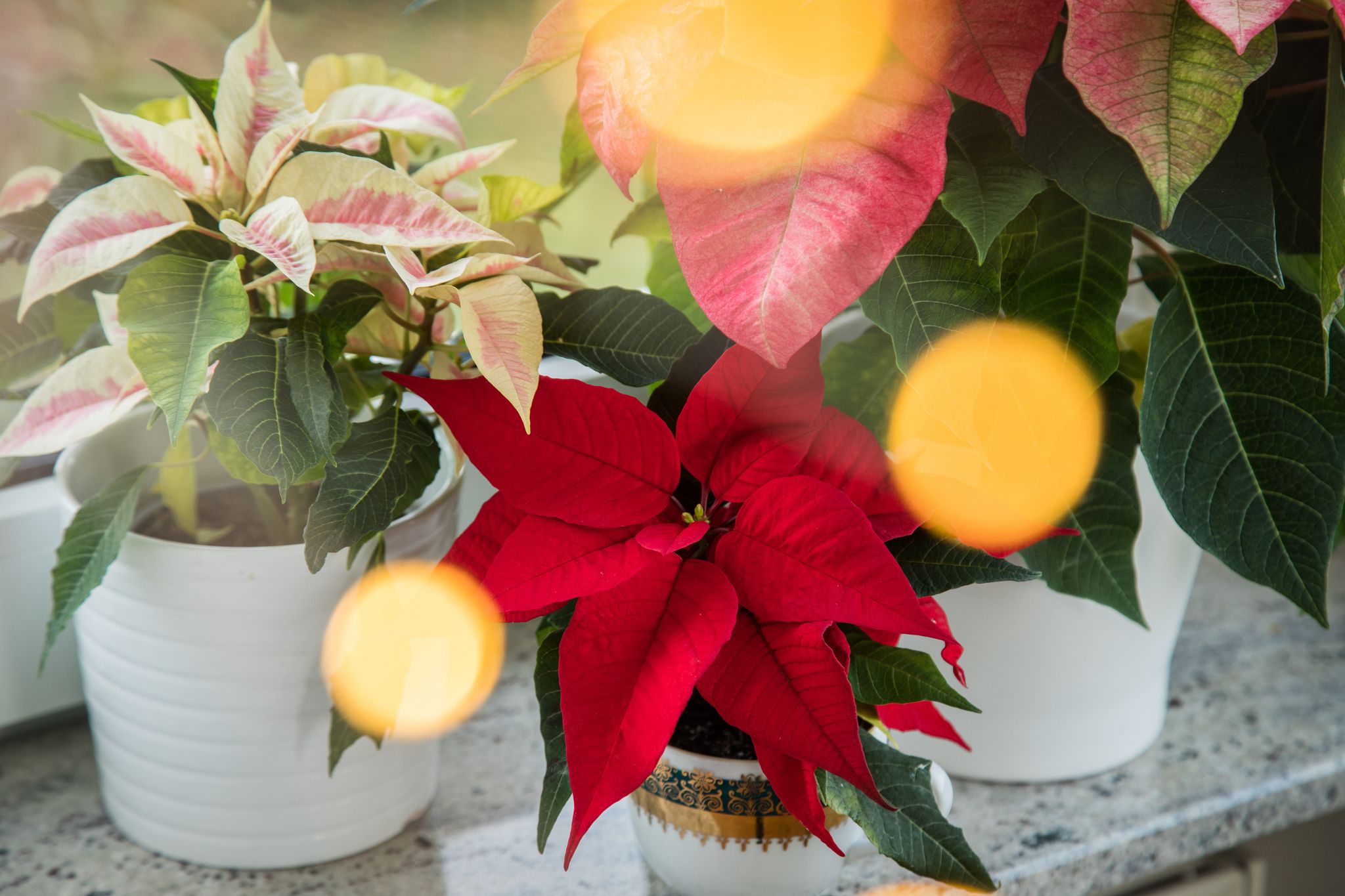 Ein leuchtender Weihnachtsstern schmückt die Fensterbank und bringt festliche Stimmung ins Zuhause.