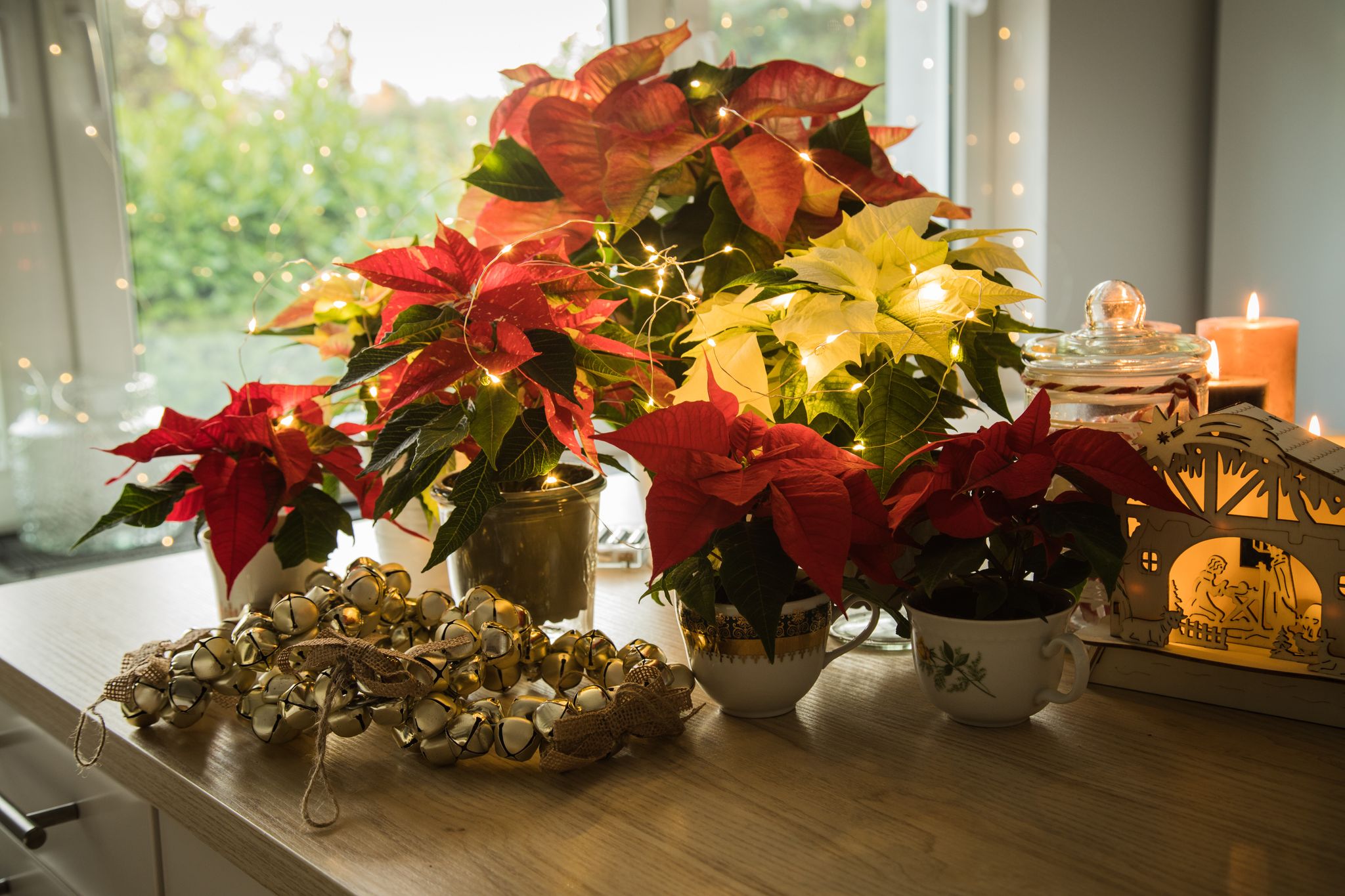 Schwere Vergiftungen durch Weihnachtsdeko sind selten, aber Vorsicht ist besser als Nachsicht.