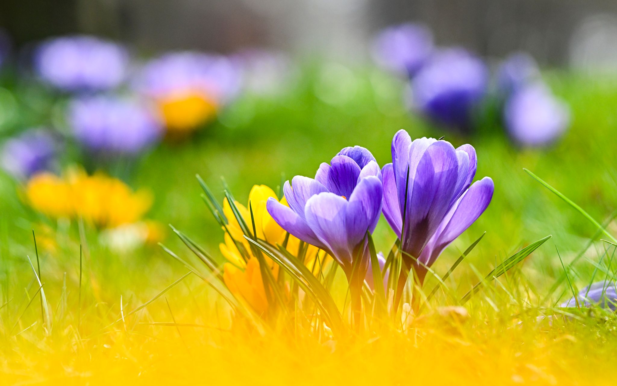 Krokusse, Tulpen, Narzissen: Wer sie im Frühjahr im Garten blühen sehen möchte, muss im Herbst Zwiebeln setzen.
