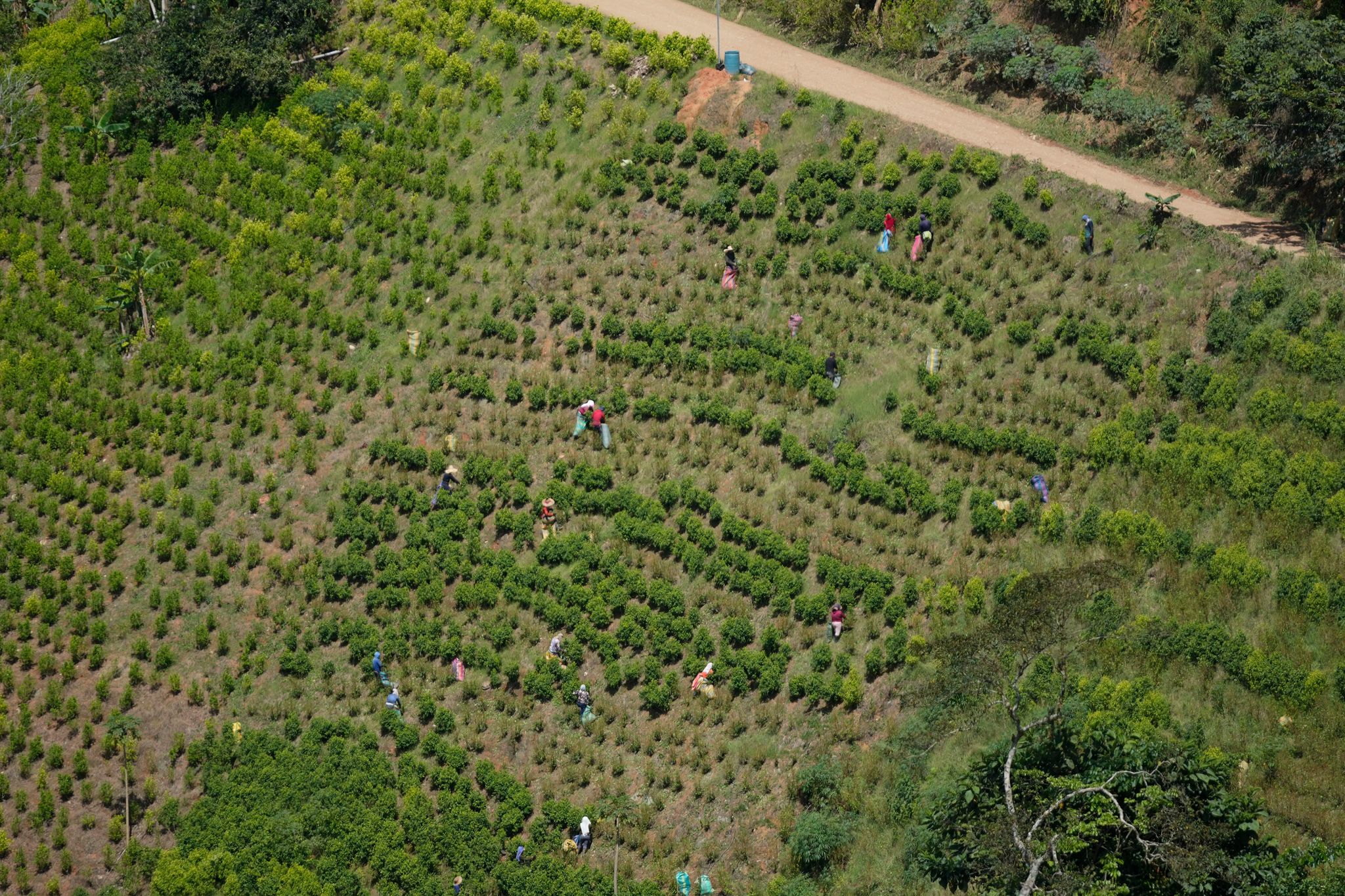 Kolumbien ist der größte Kokainproduzent der Welt. (Archivbild)