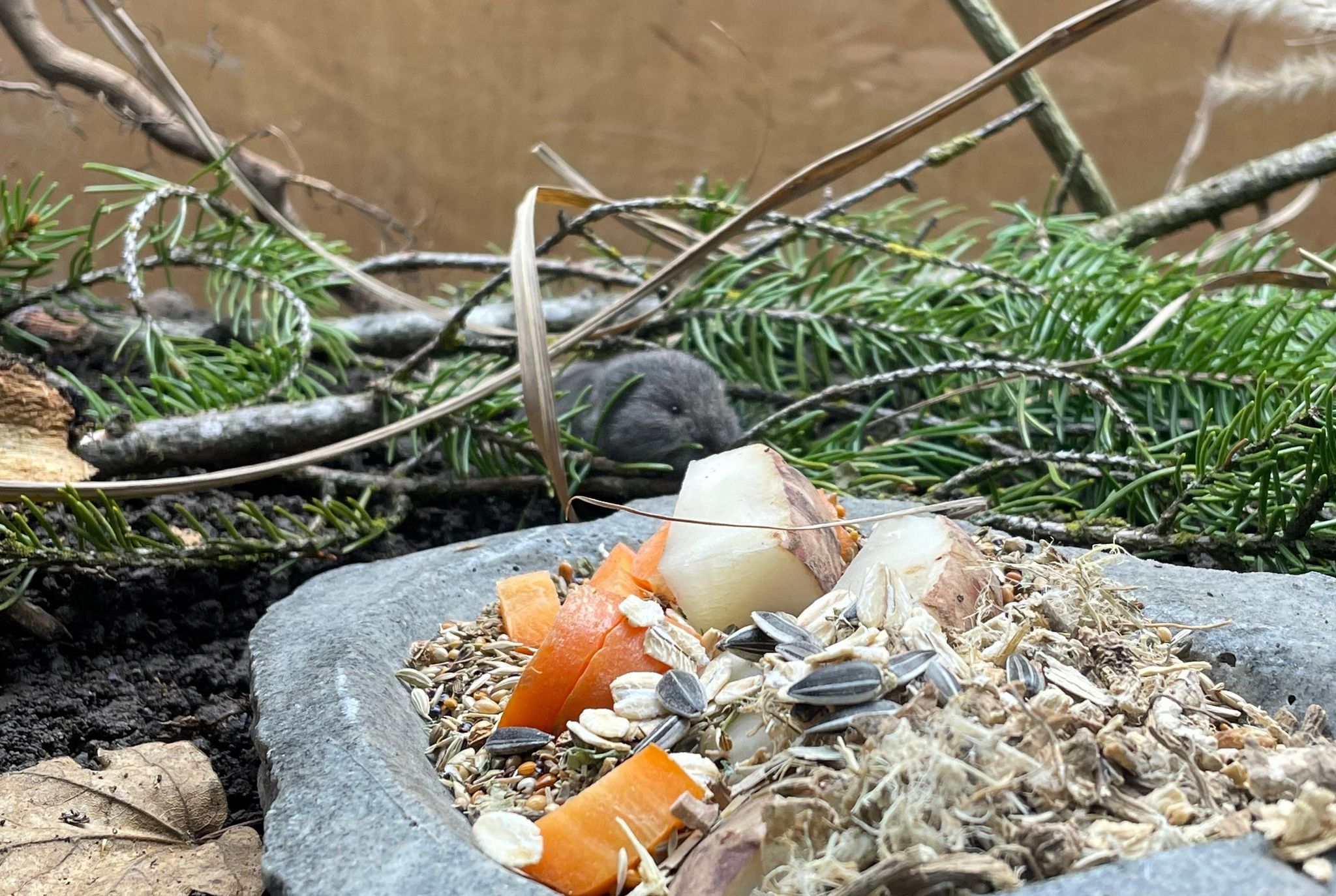 Die Geburt des Jungtiers feiert der Tierpark als Zuchterfolg.