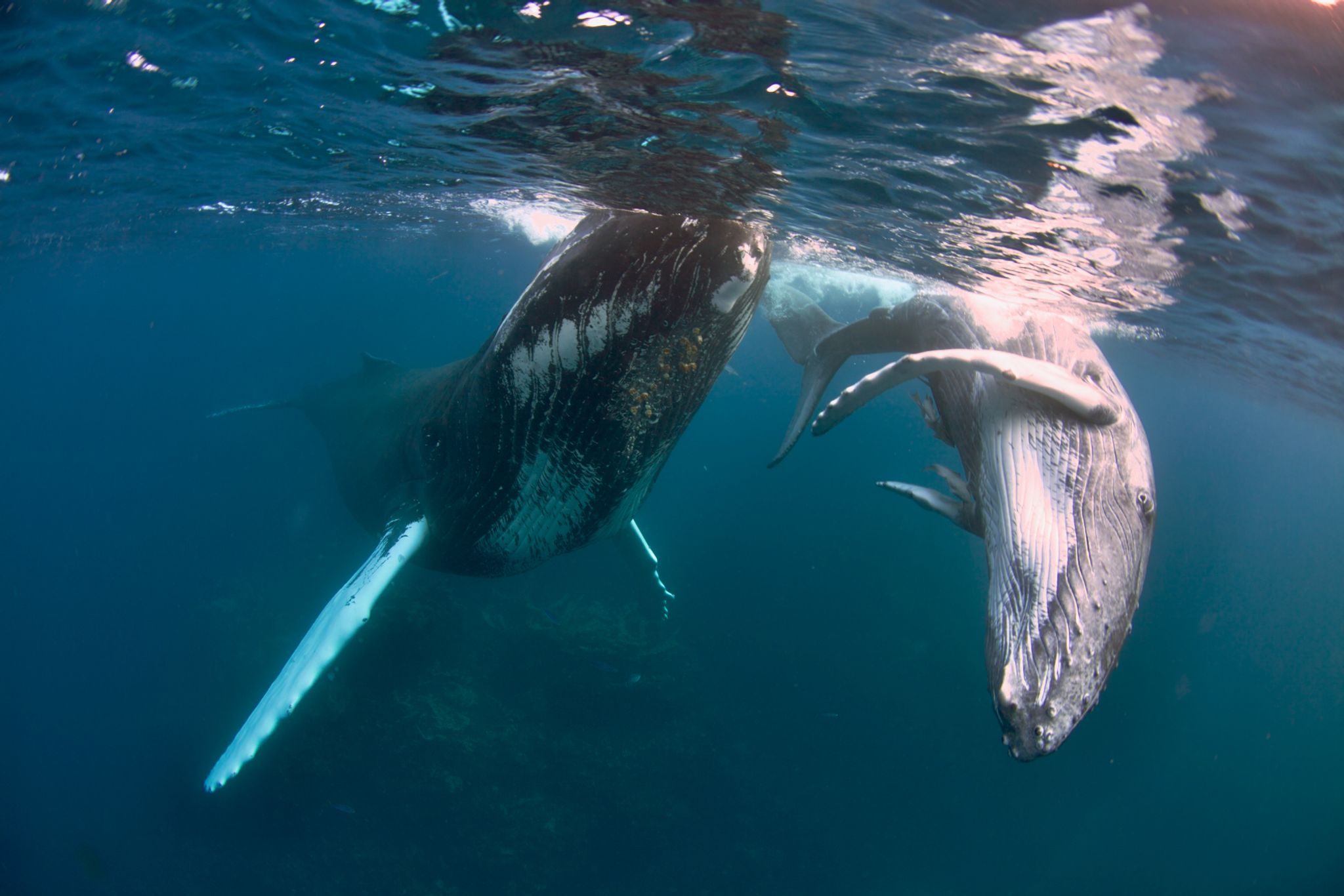 Buckelwale können bis zu 18 Meter lang werden.
