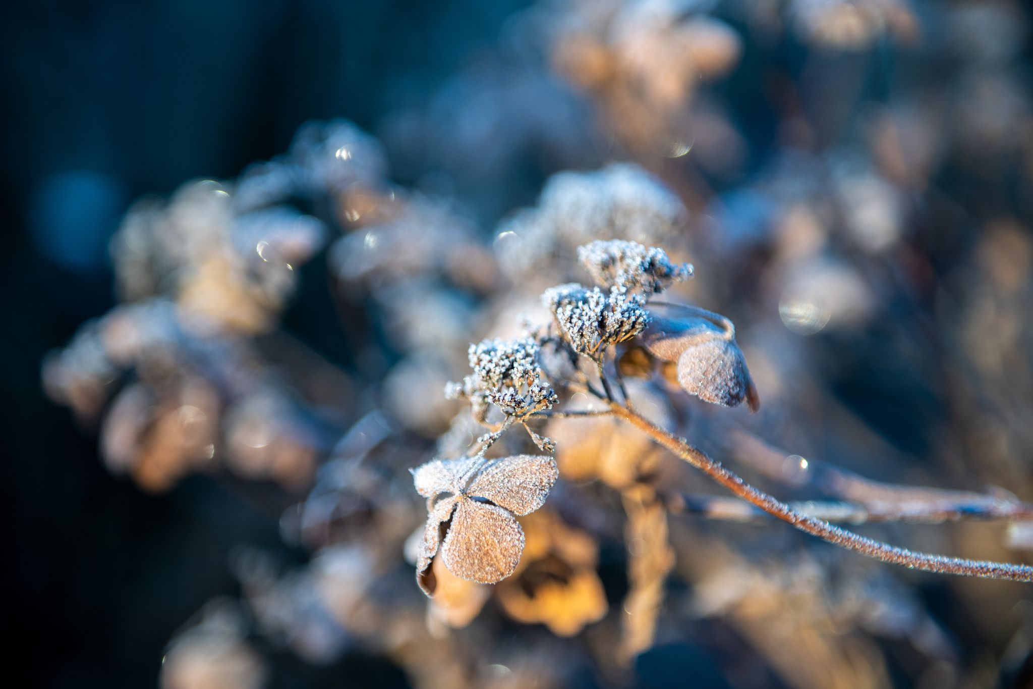 Raureif im Garten: Nützlinge suchen in den kalten Monaten Schutz in natürlichen Winterquartieren.