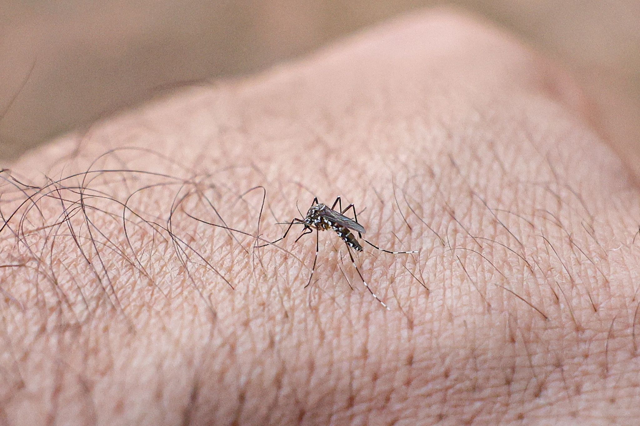 Chikungunyafieber kann durch Mückenstiche ausgelöst werden. (Symbolbild)