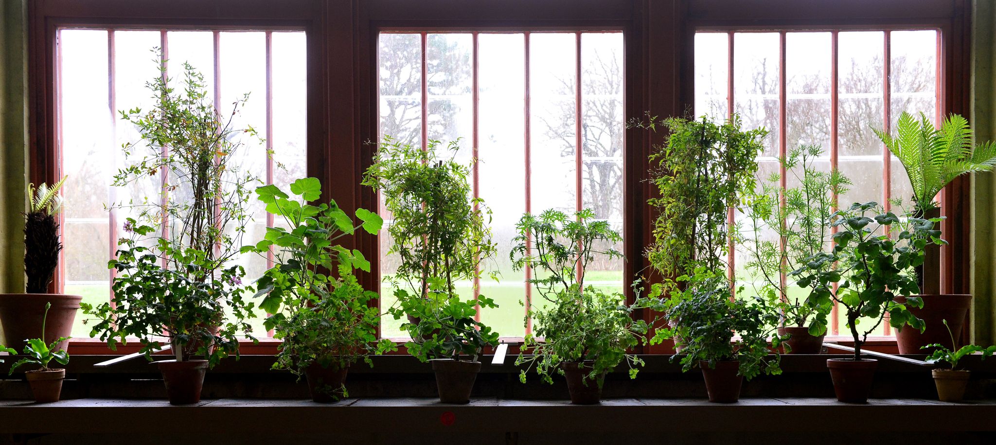 Wie geht's den Pflanzen in ihrem Winterquartier? Wer keine Überraschungen erleben will, sollte das regelmäßig kontrollieren.