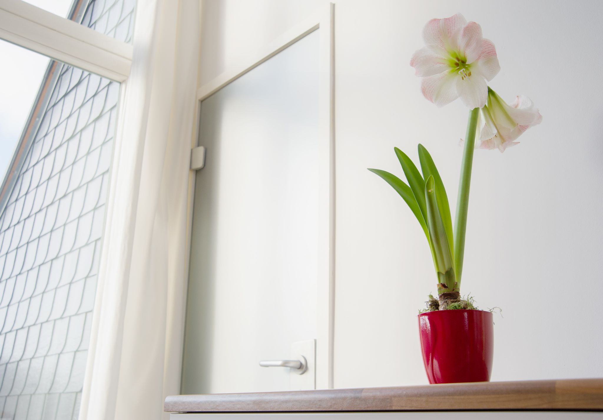 Die Amaryllis mag es hell, verträgt aber keine direkte Mittagssonne.