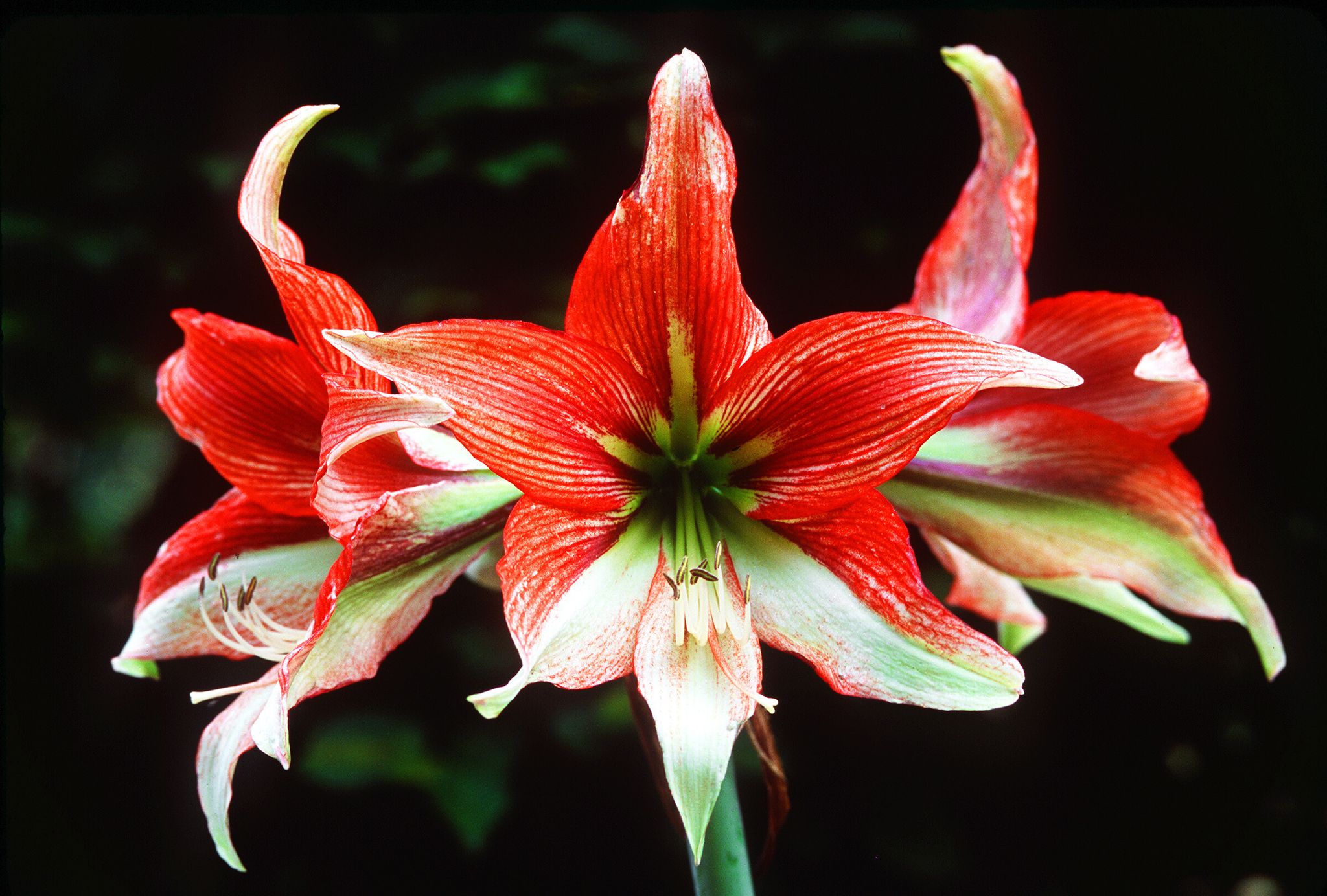 Farbtupfer im Winter: Mehrjährige Zimmerpflanzen wie die Amaryllis sind in der Weihnachtszeit eine hübsche Alternative zum Weihnachtsstern.