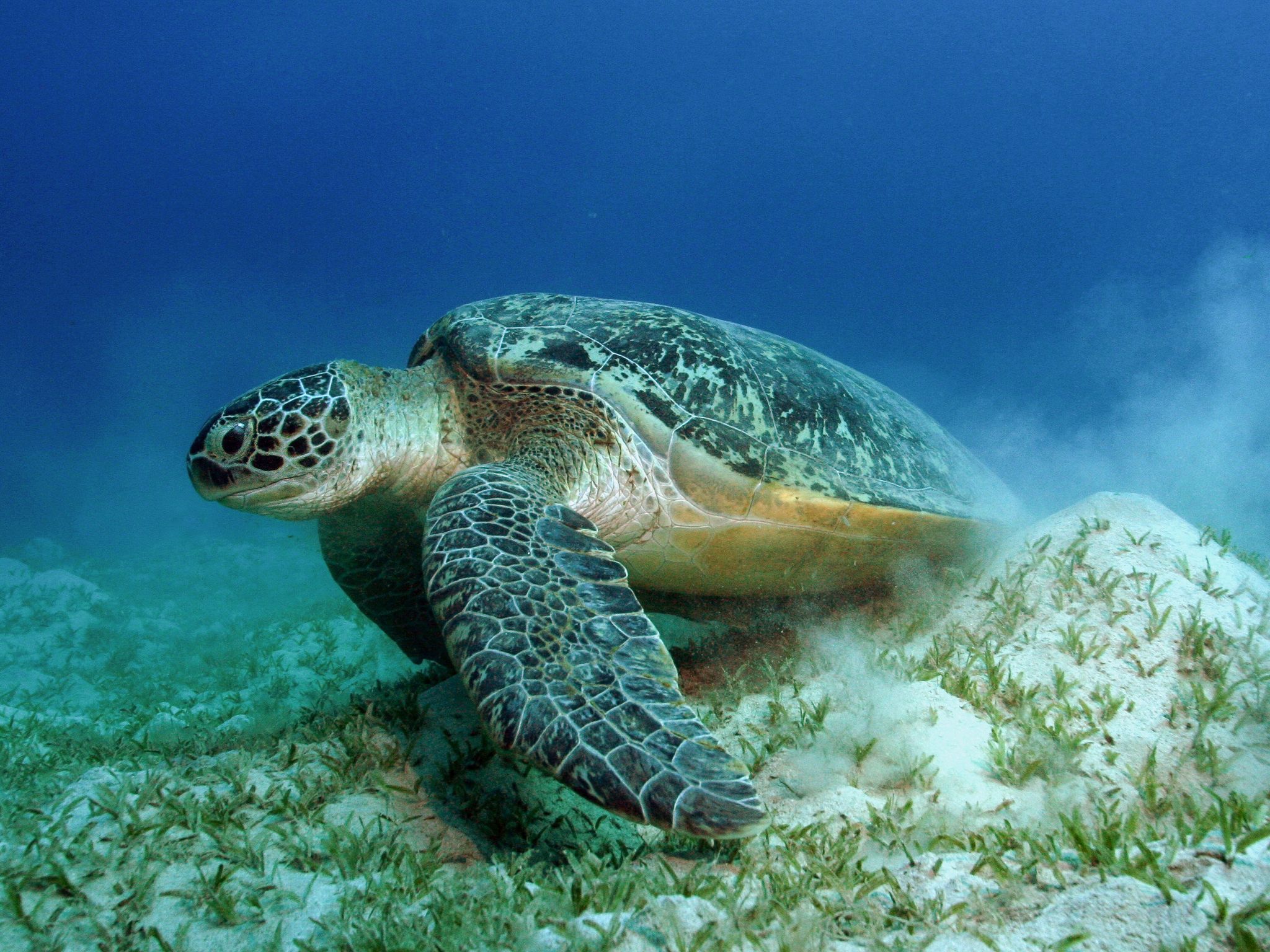 Auch die Grünen Meeresschildkröten gehören WWF zufolge zu den Gewinnern des Jahres.