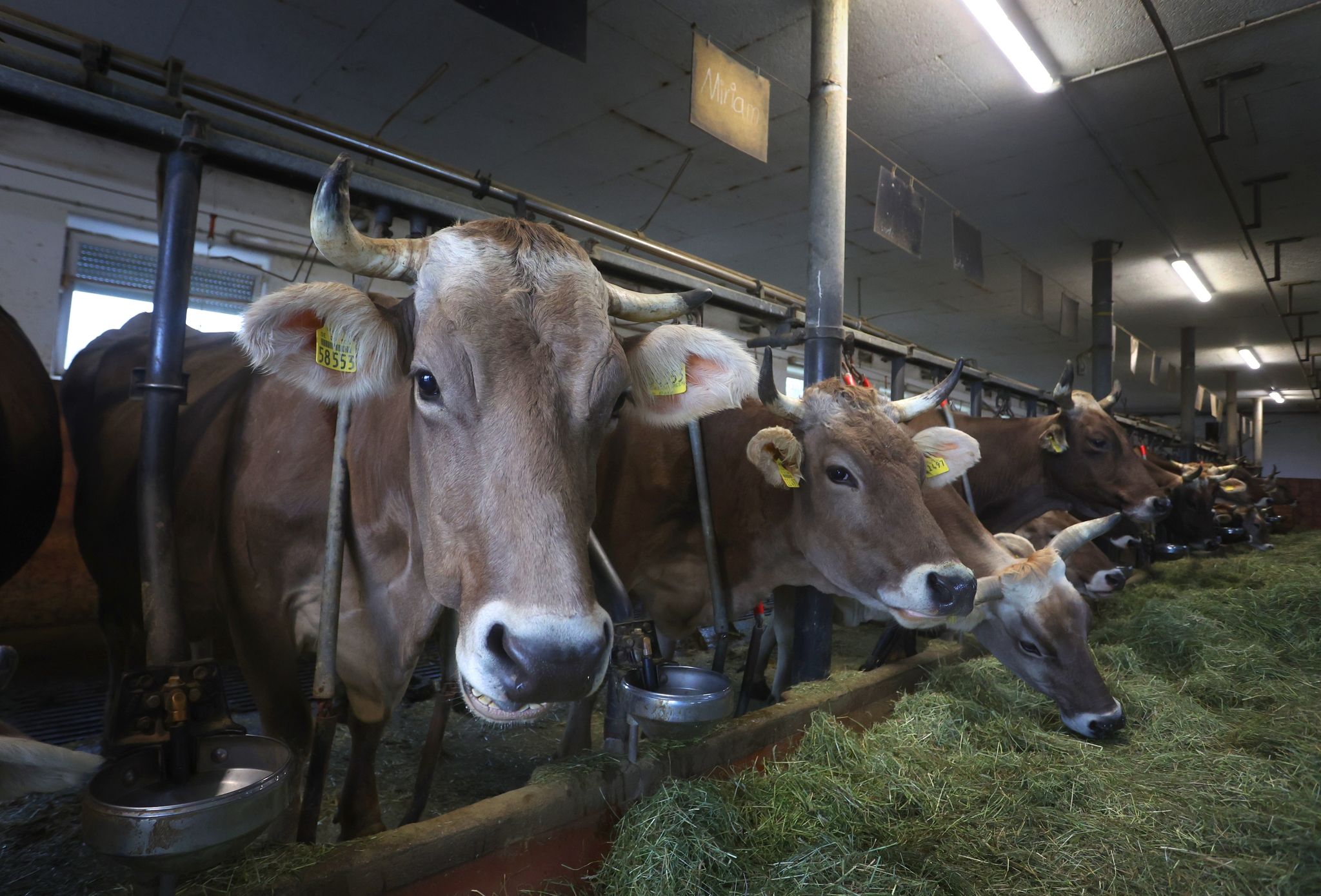 Rund 51.000 Milchviehbetriebe gibt es nach Angaben des Milchindustrie-Verbands in Deutschland.