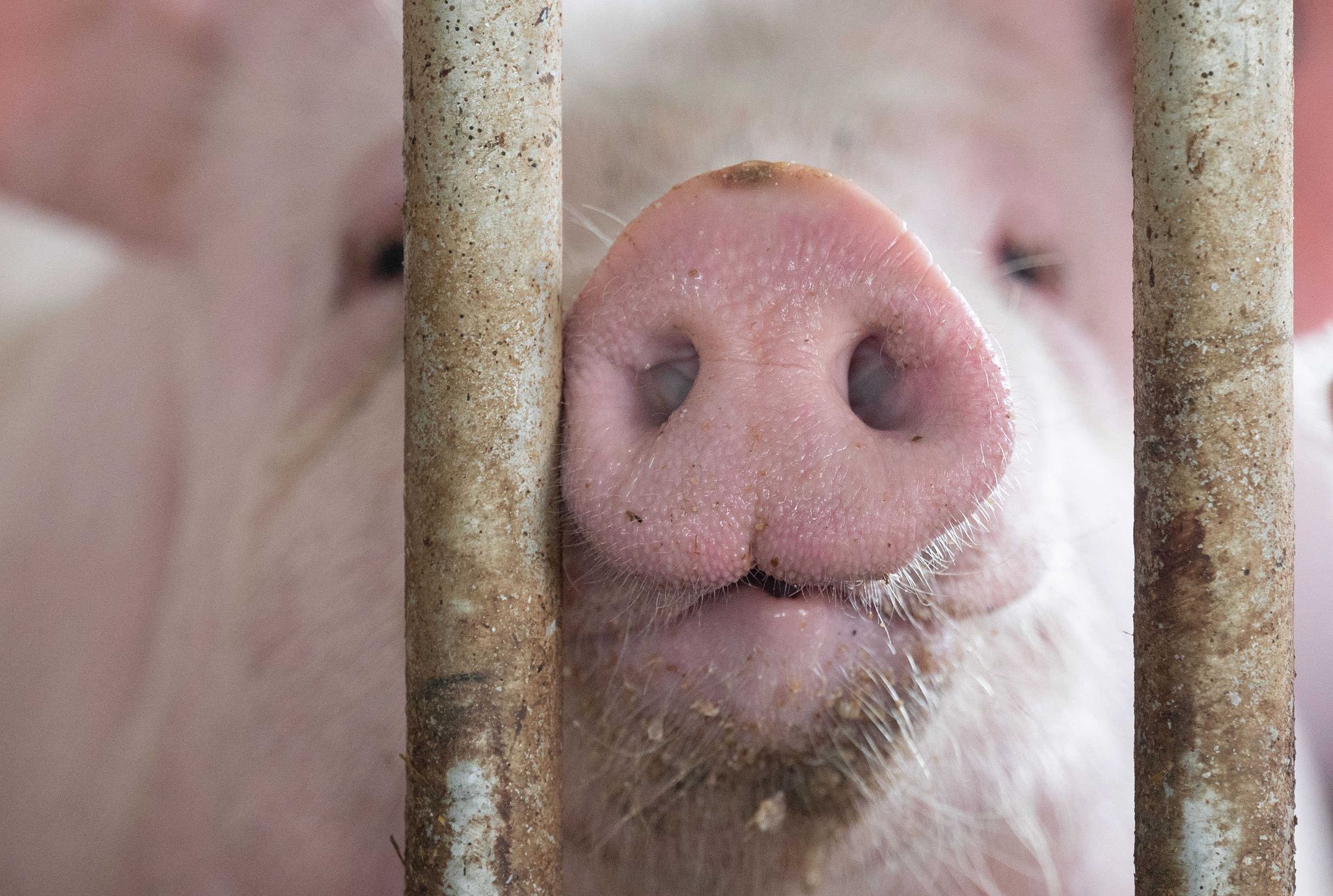 Das Agrarministerium hat für den «Tierwohlcent» ein Konzept für eine Verbrauchssteuer auf Fleisch und Fleischprodukte erarbeitet.